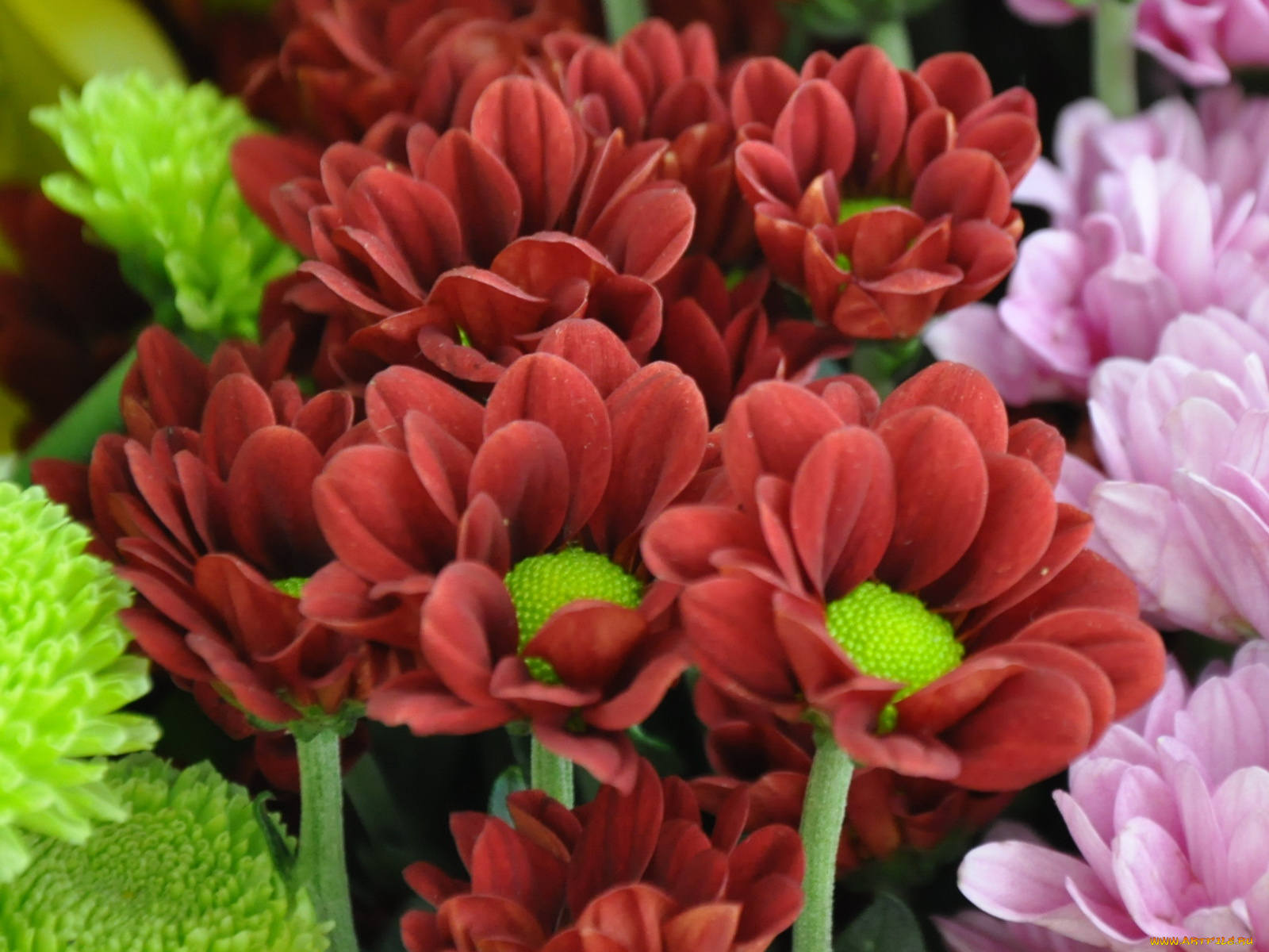цветы, хризантемы