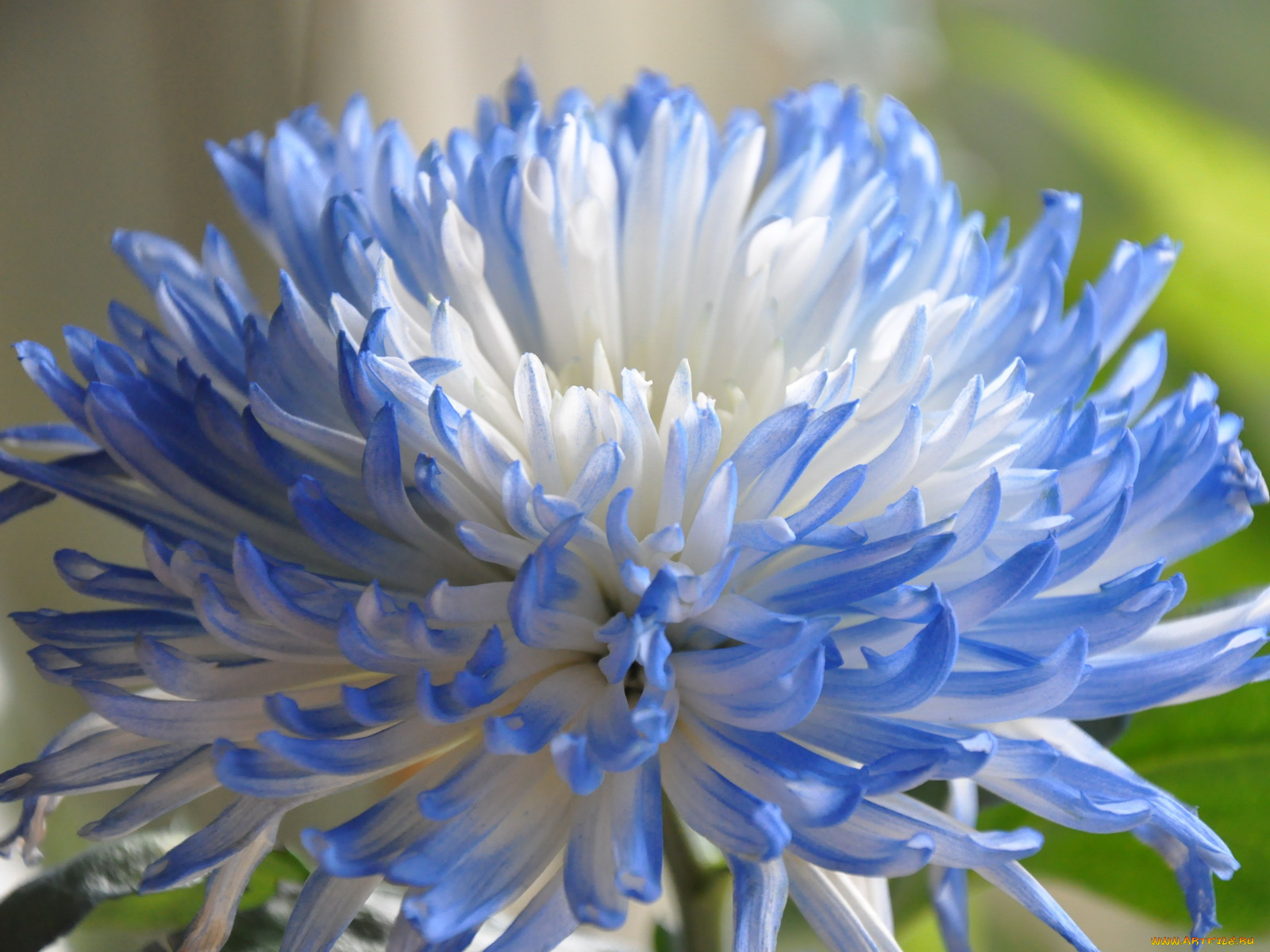 цветы, хризантемы