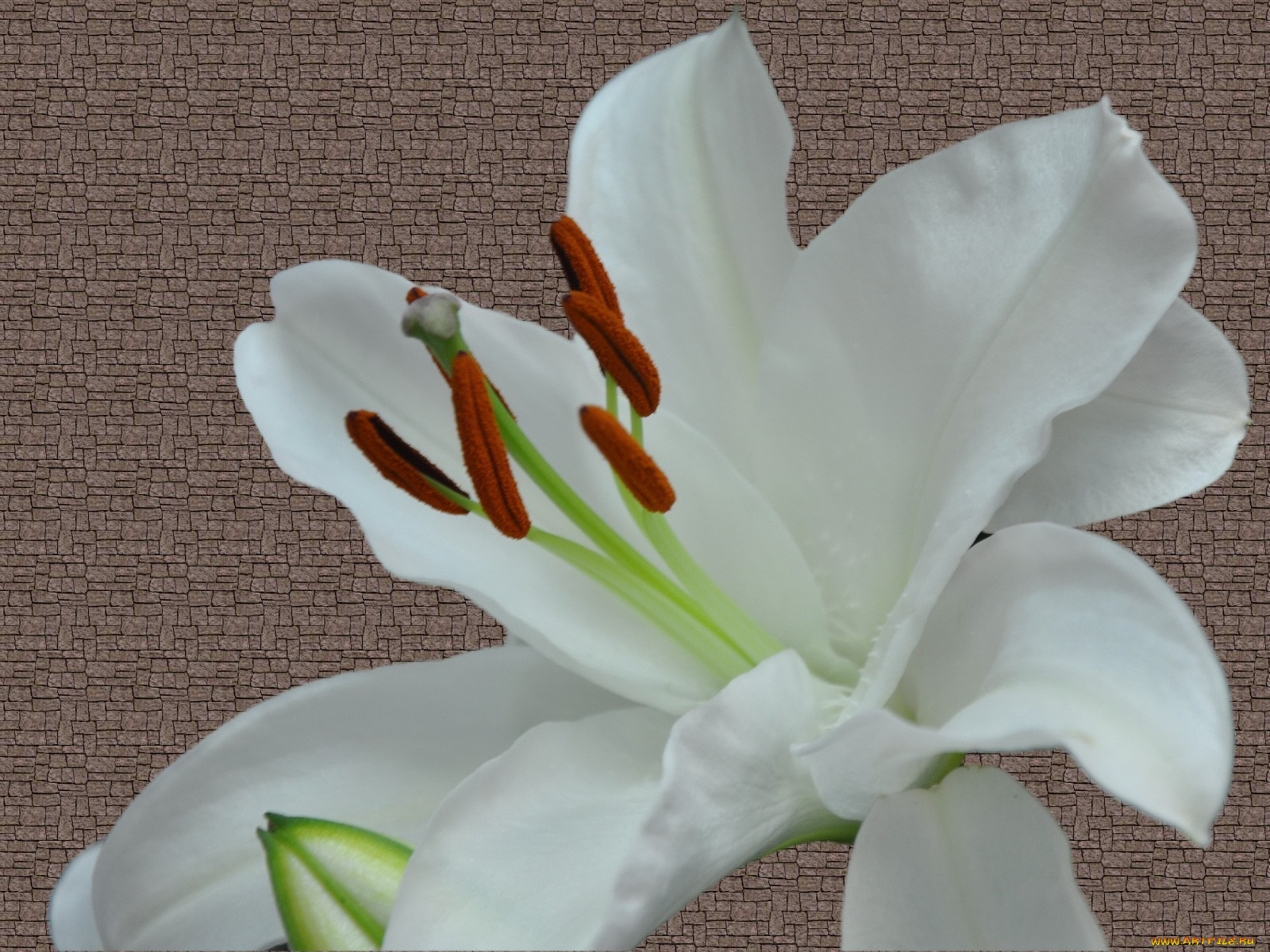 цветы, лилии, лилейники