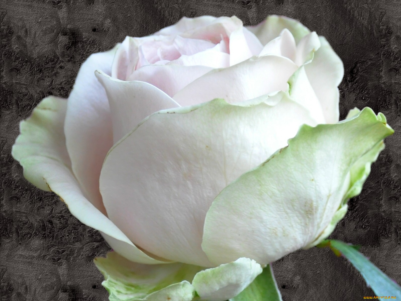 цветы, розы