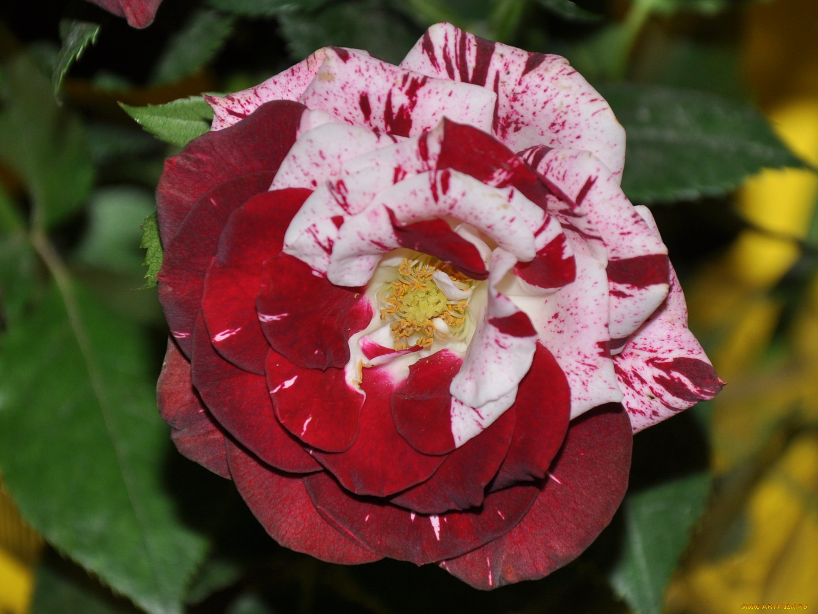 цветы, розы