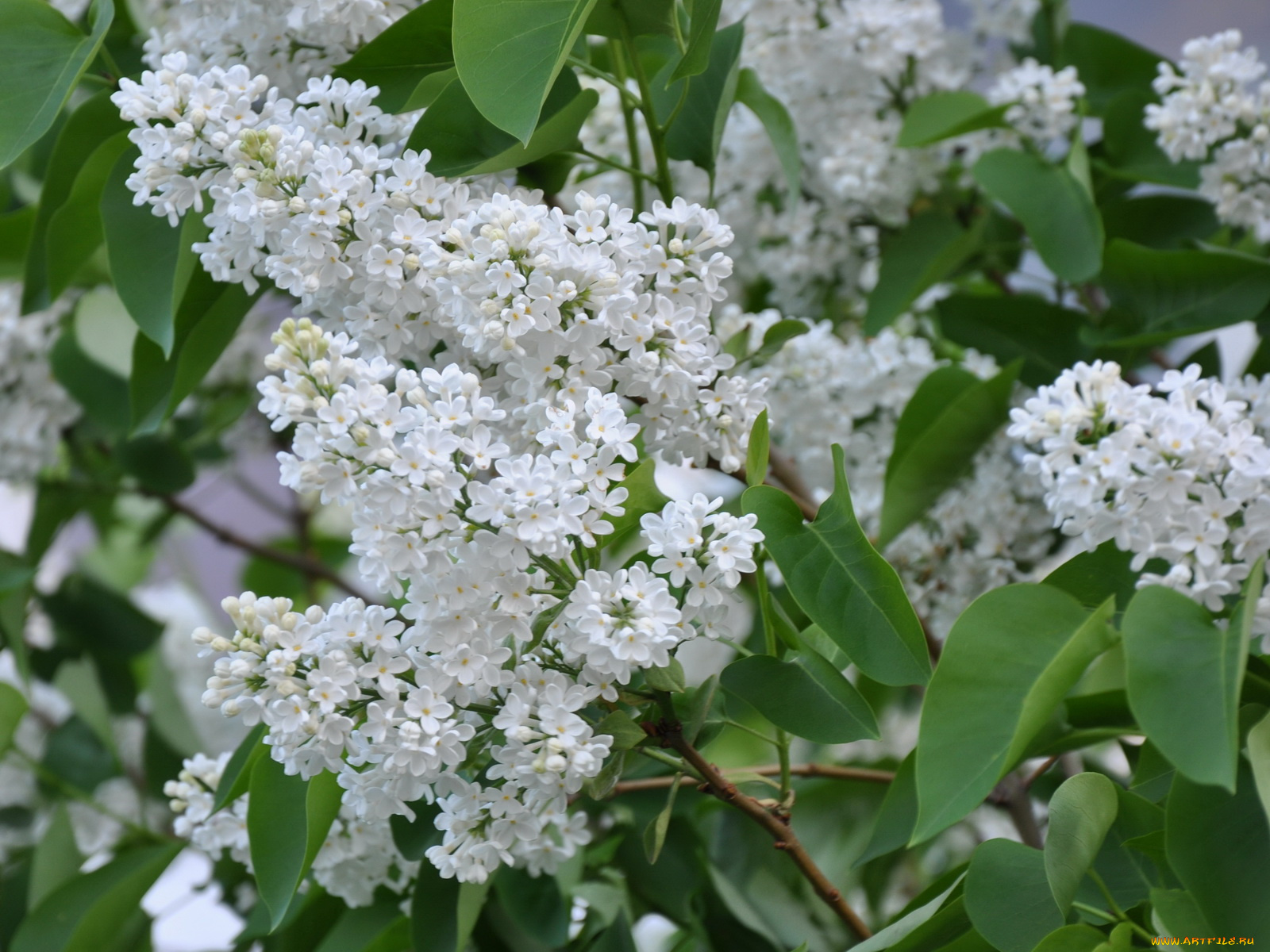 цветы, сирень