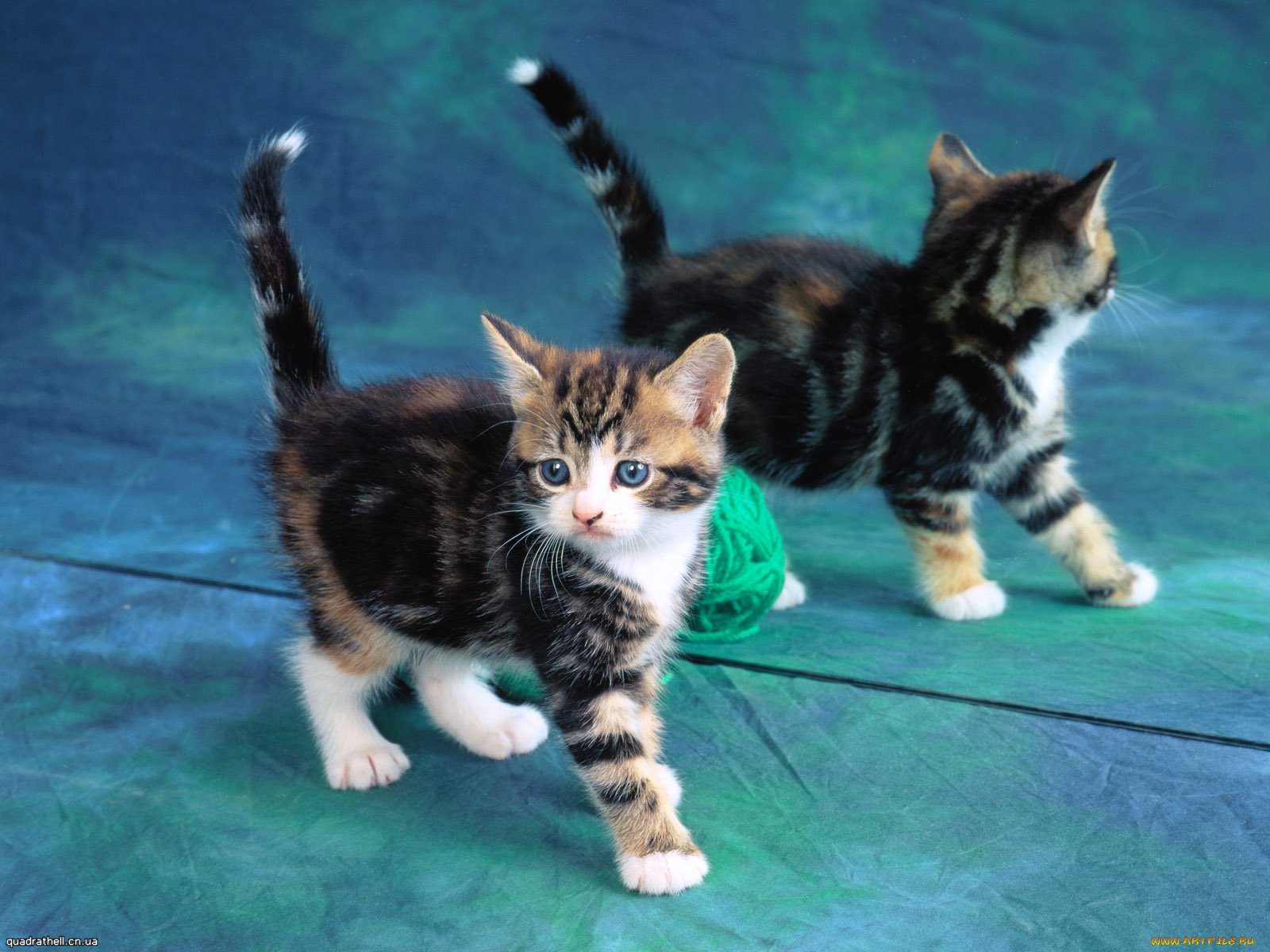 животные, коты