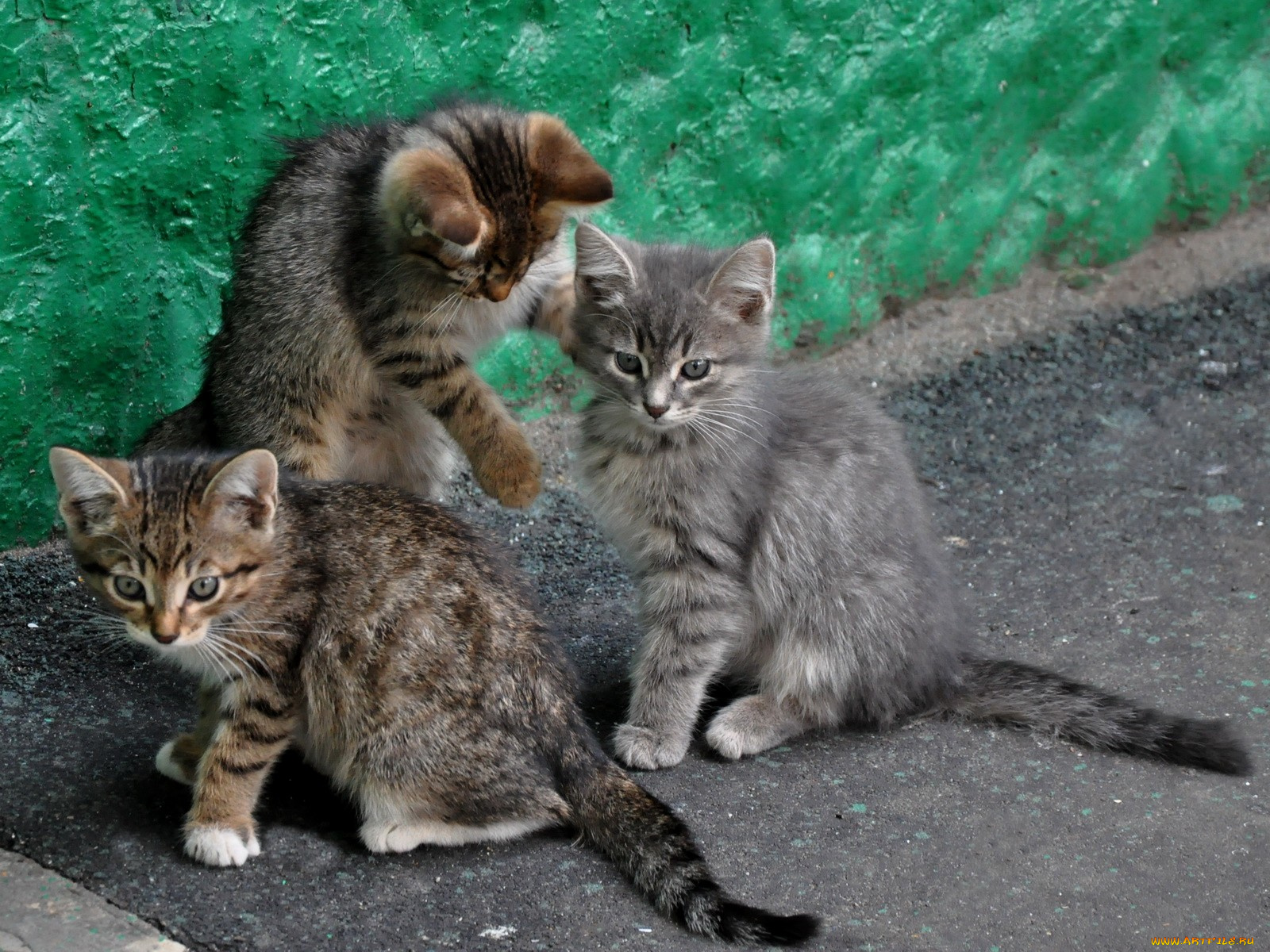 животные, коты