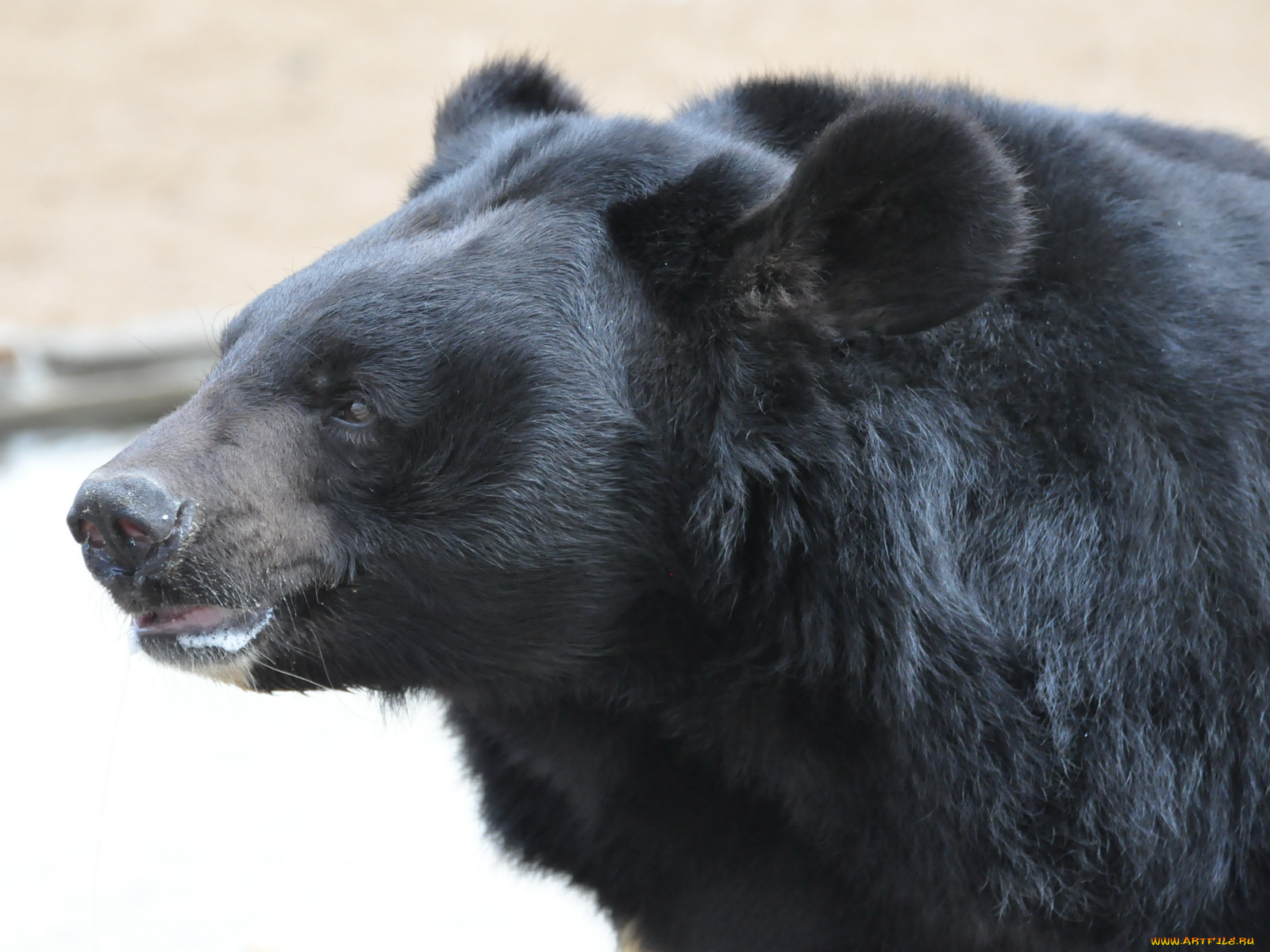 животные, медведи