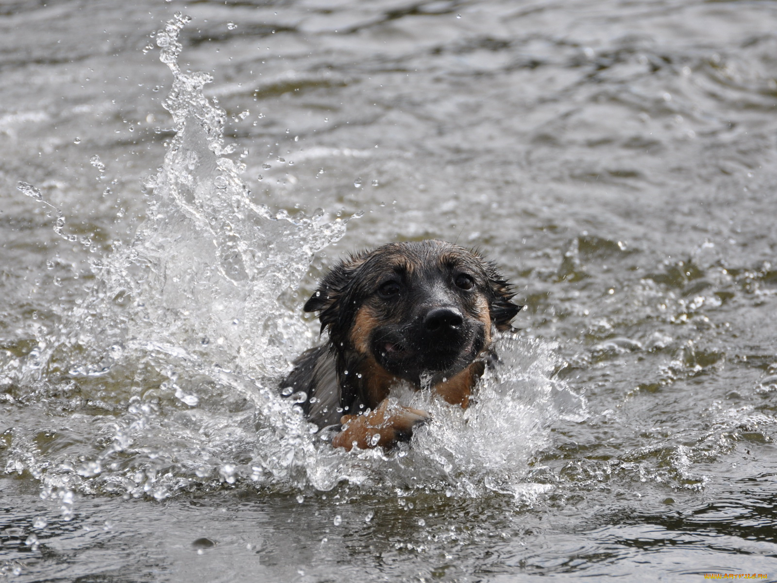 животные, собаки