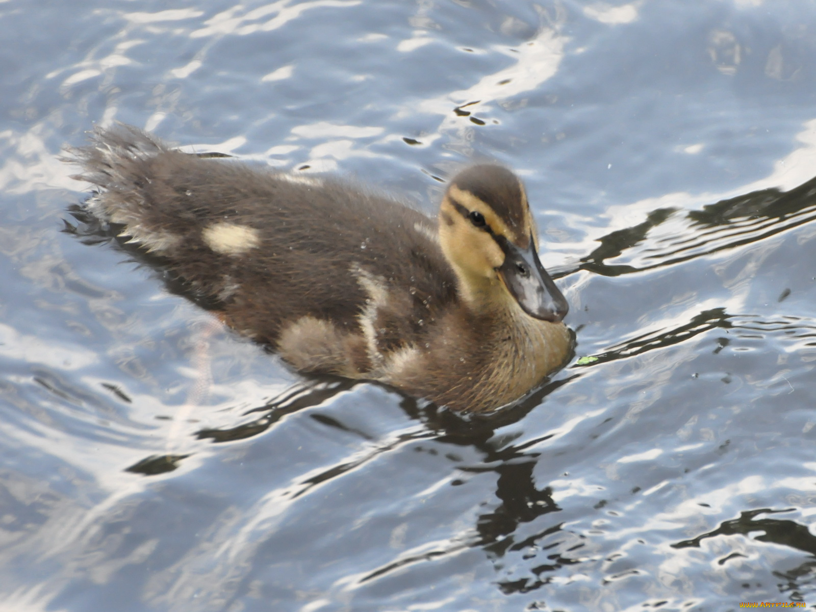 животные, утки