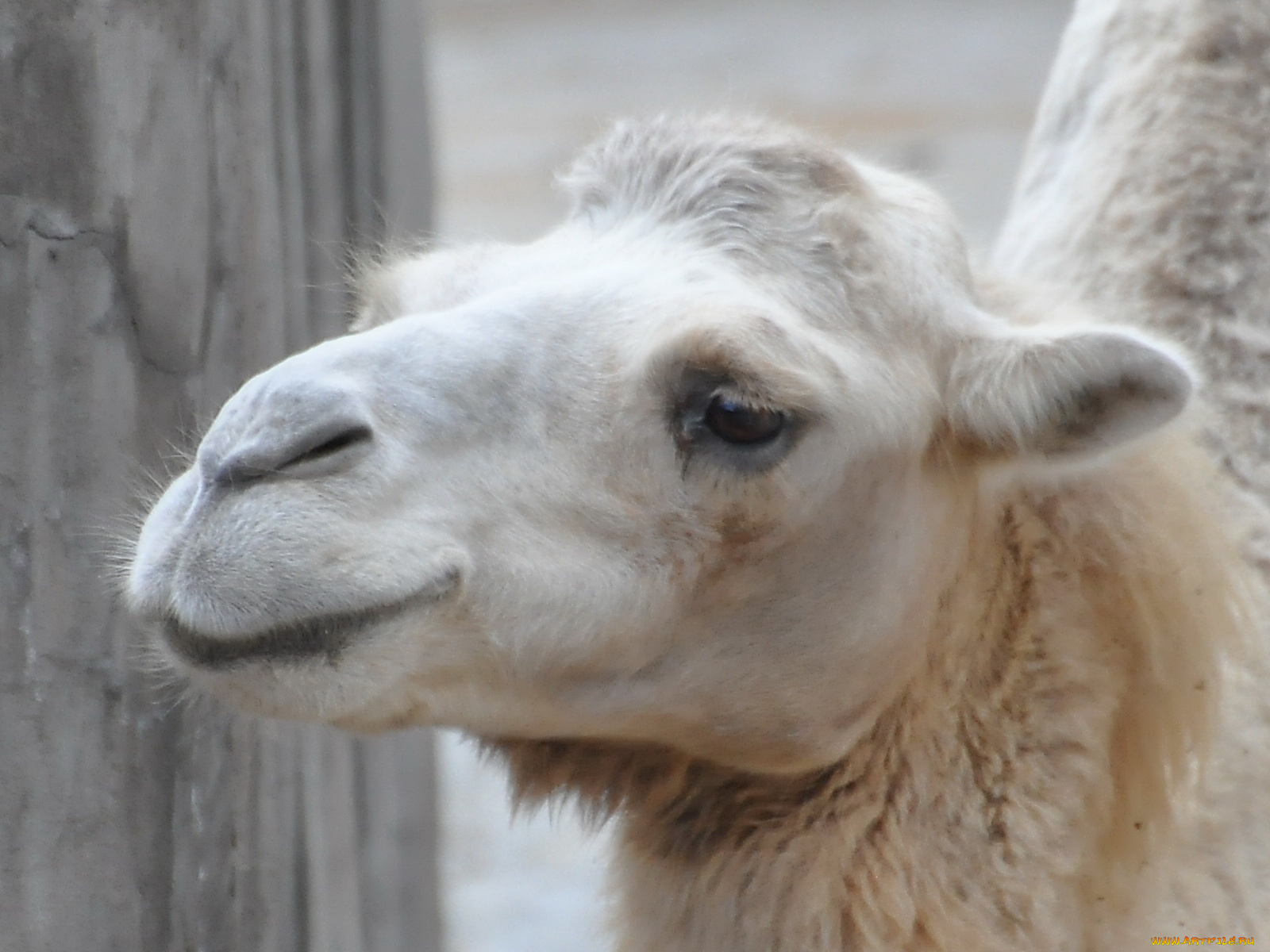 животные, верблюды