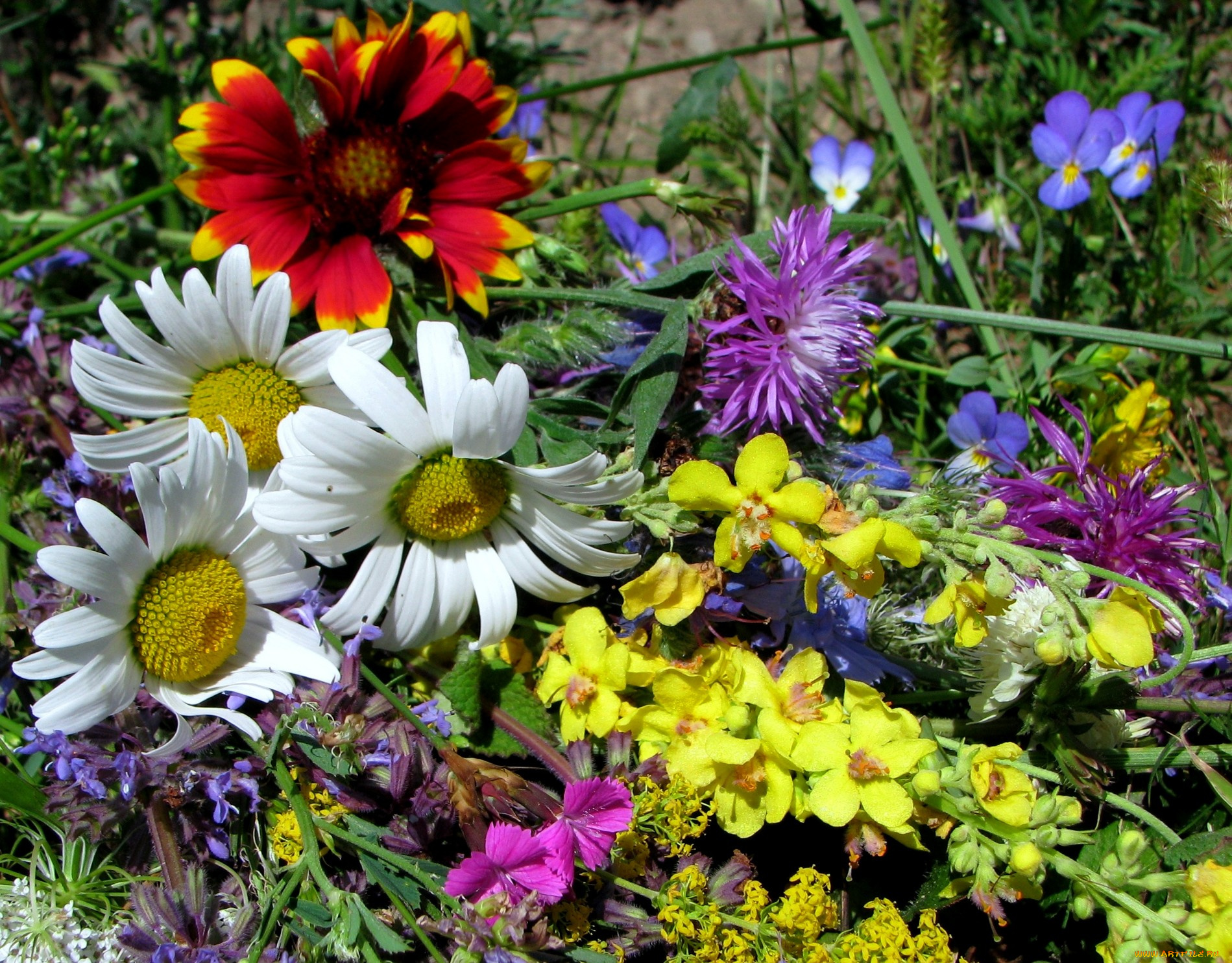 цветы, луговые, полевые, лерестки