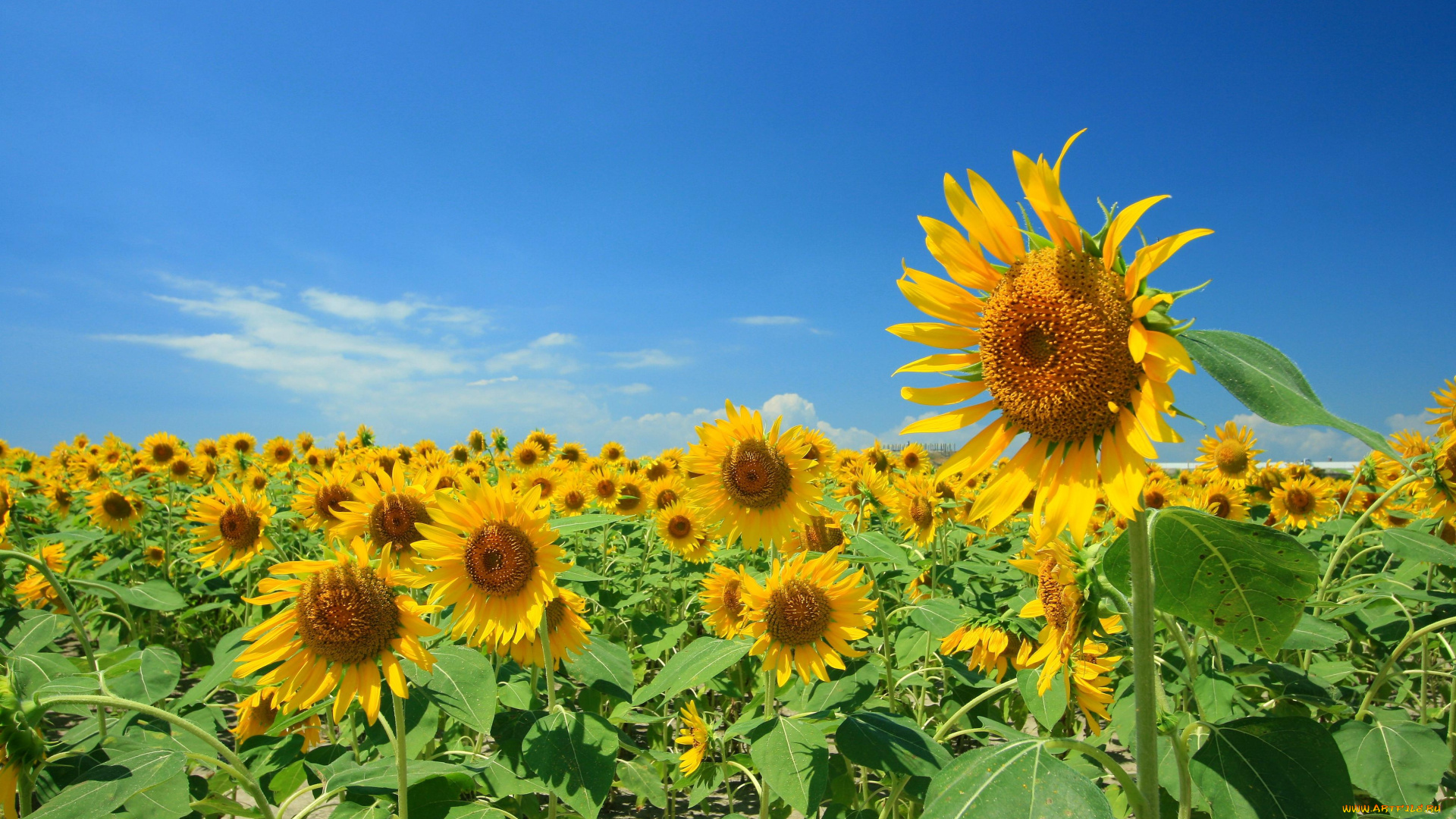 цветы, подсолнухи, жёлтые, небо, лепестки