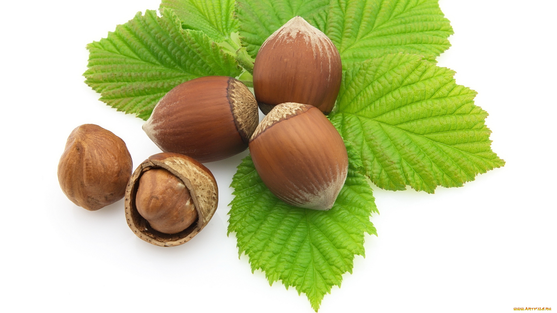 еда, орехи, каштаны, листья