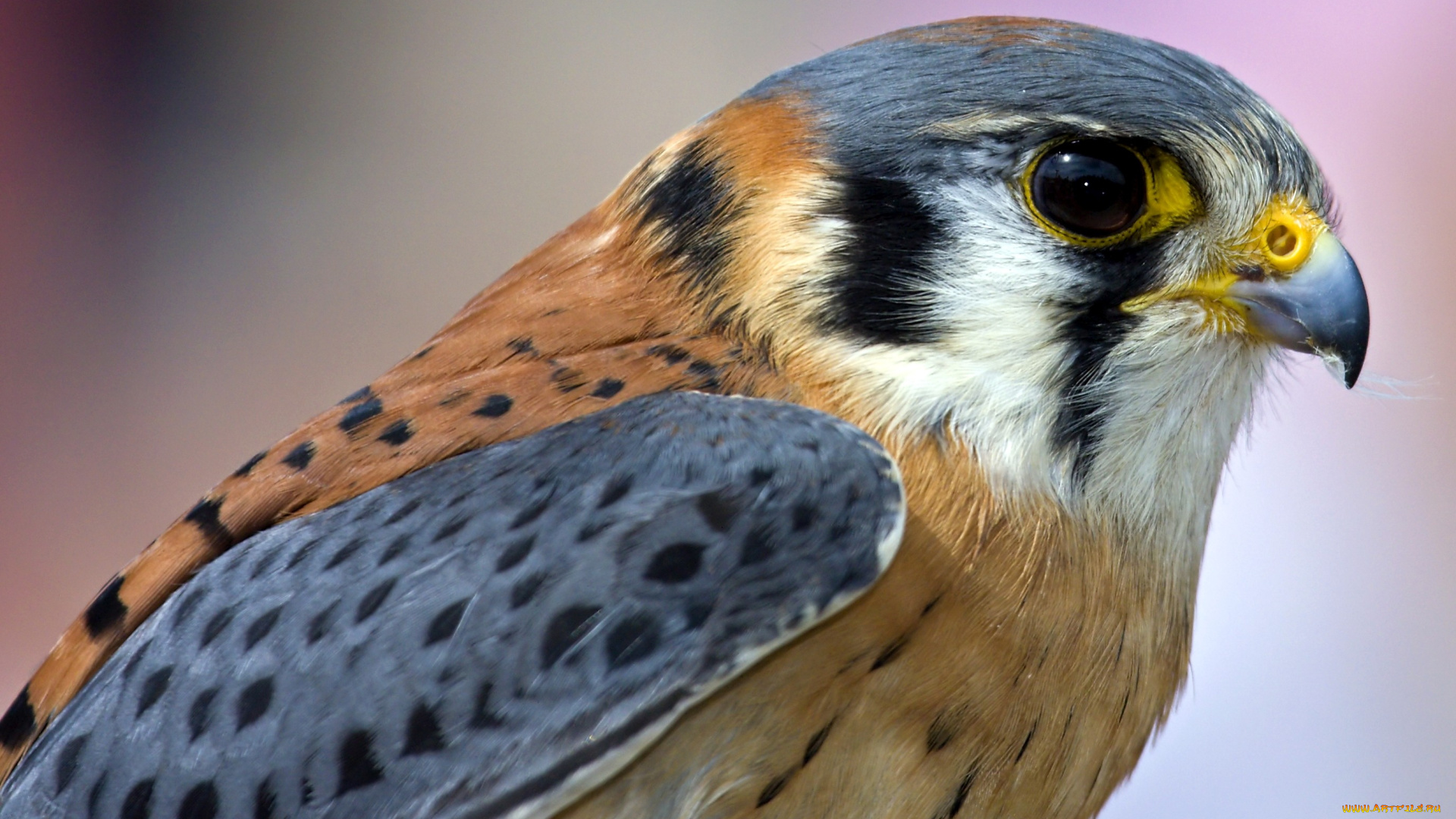 пустельга, животные, птицы, хищники, хищник, клюв