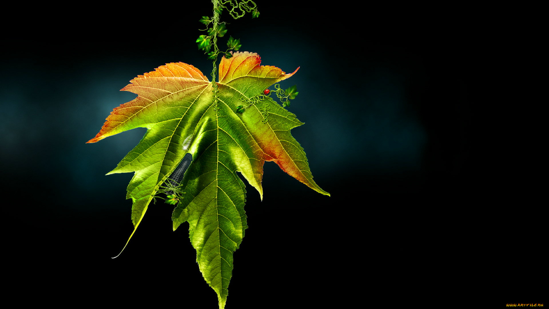 разное, компьютерный, дизайн, лист, тёмный, зелёный
