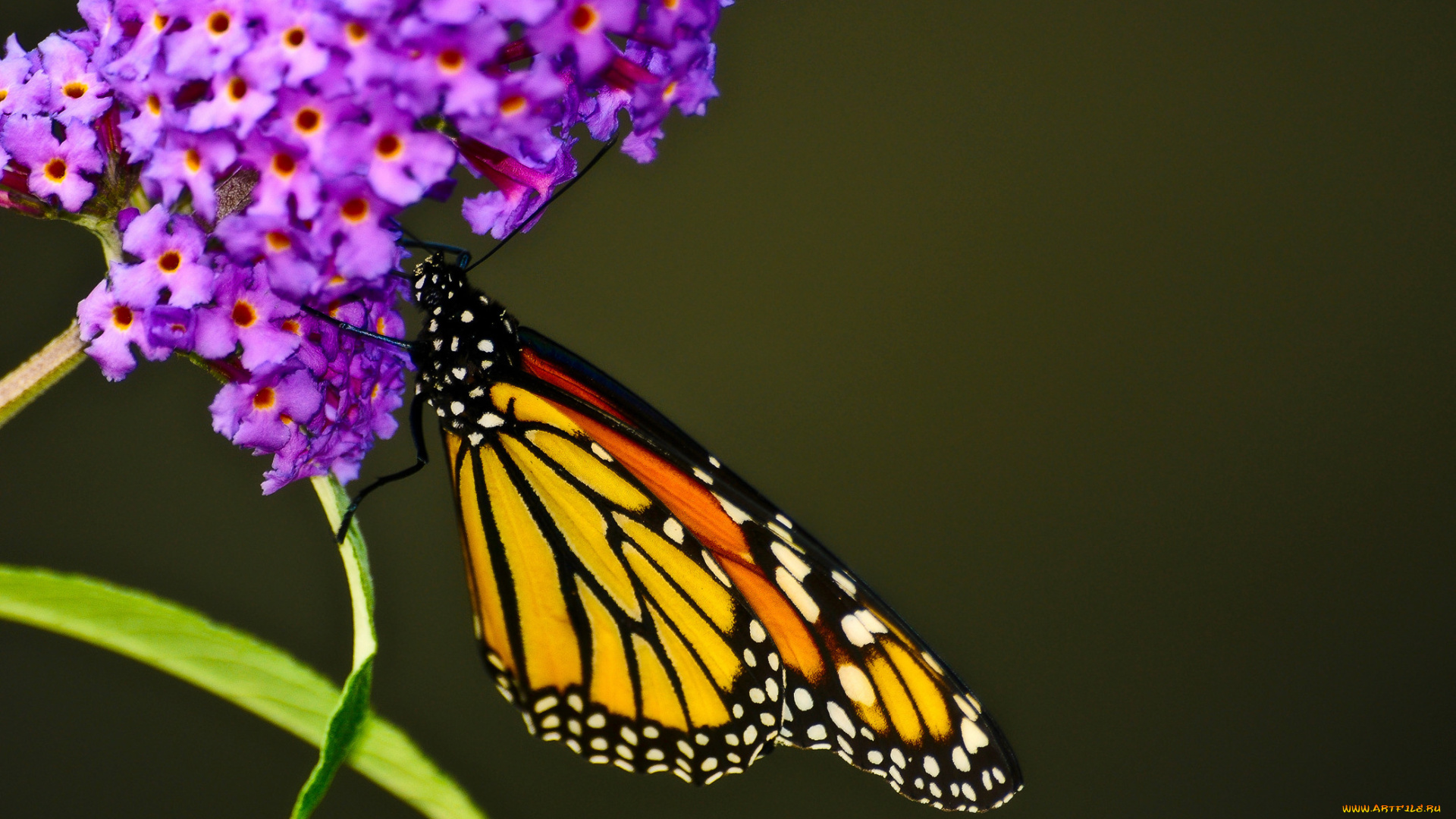 животные, бабочки, тёмнозелёный, сиреневый, цветок