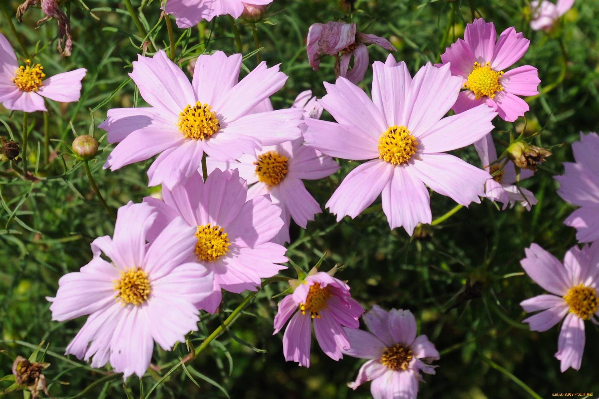 цветы, космея, розовые, лепестки