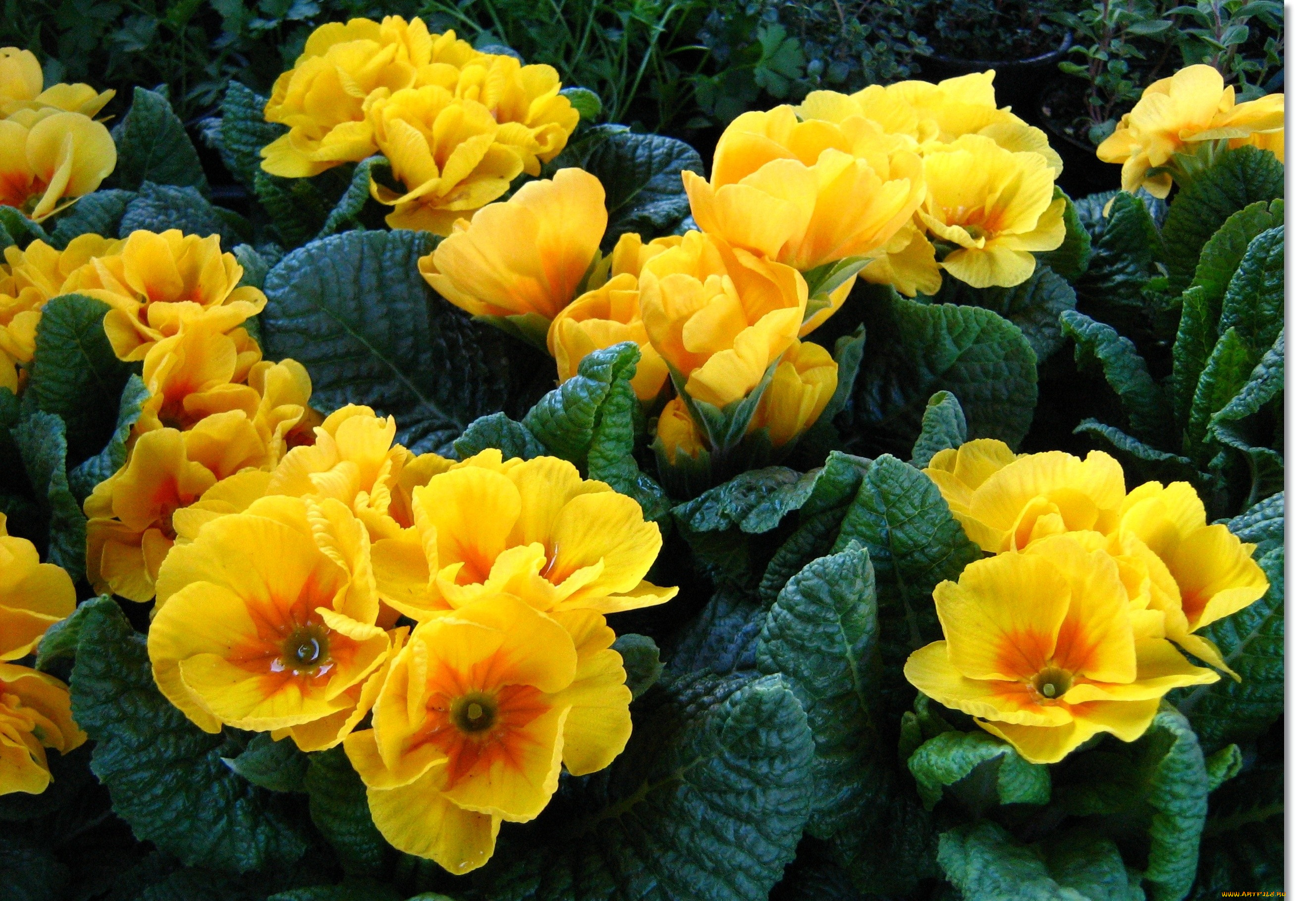 примула, цветы, примулы, желтый