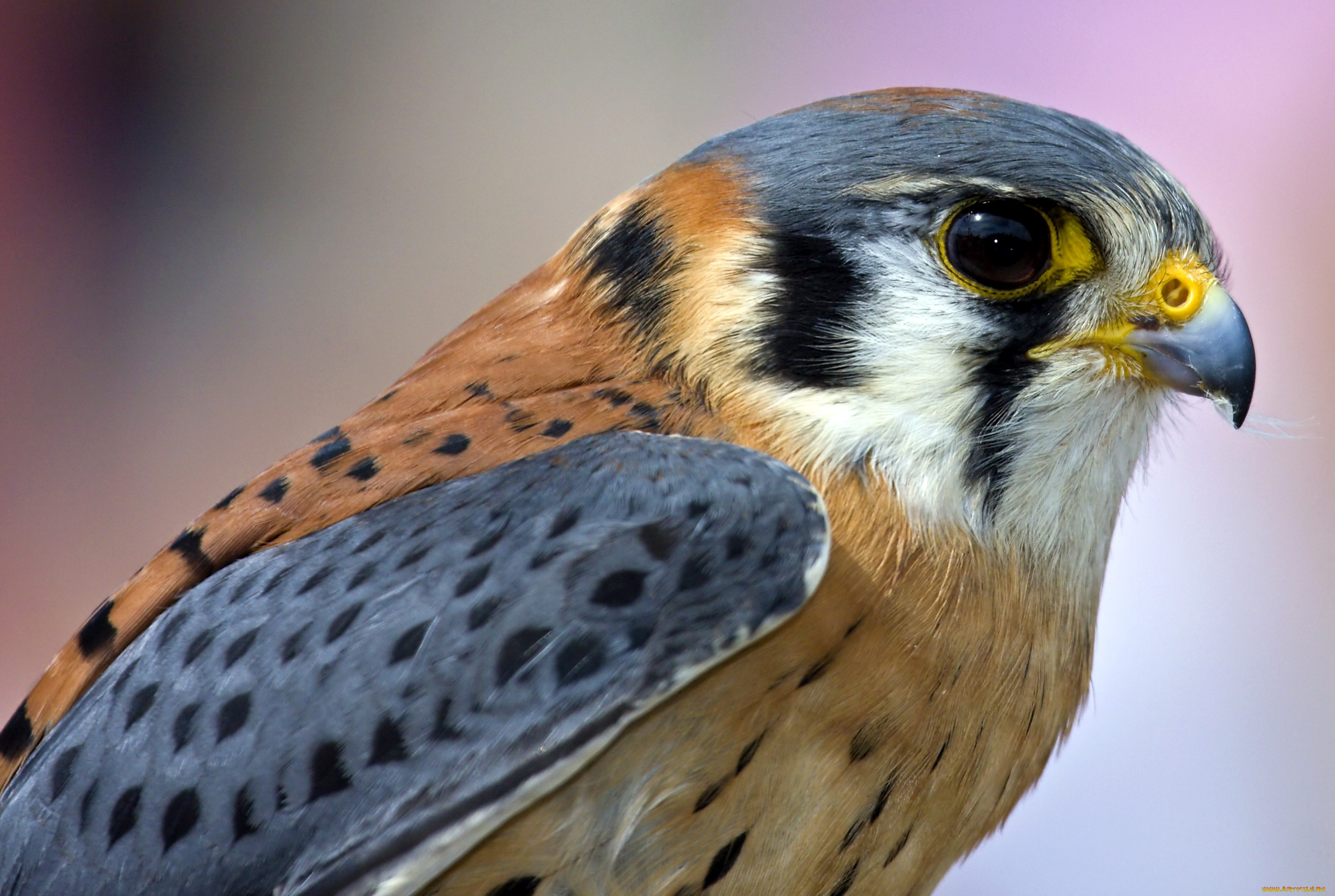пустельга, животные, птицы, хищники, хищник, клюв