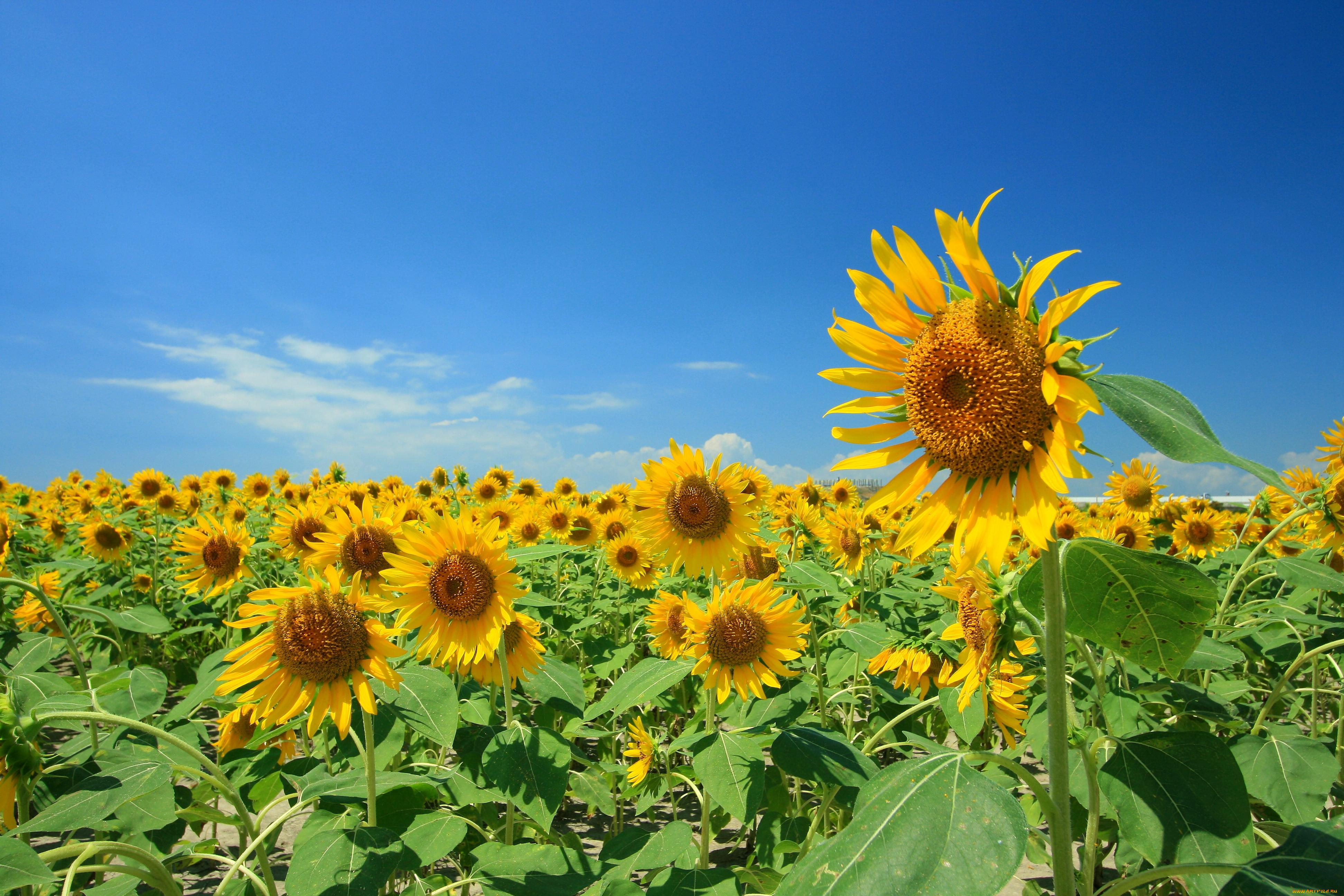 цветы, подсолнухи, жёлтые, небо, лепестки