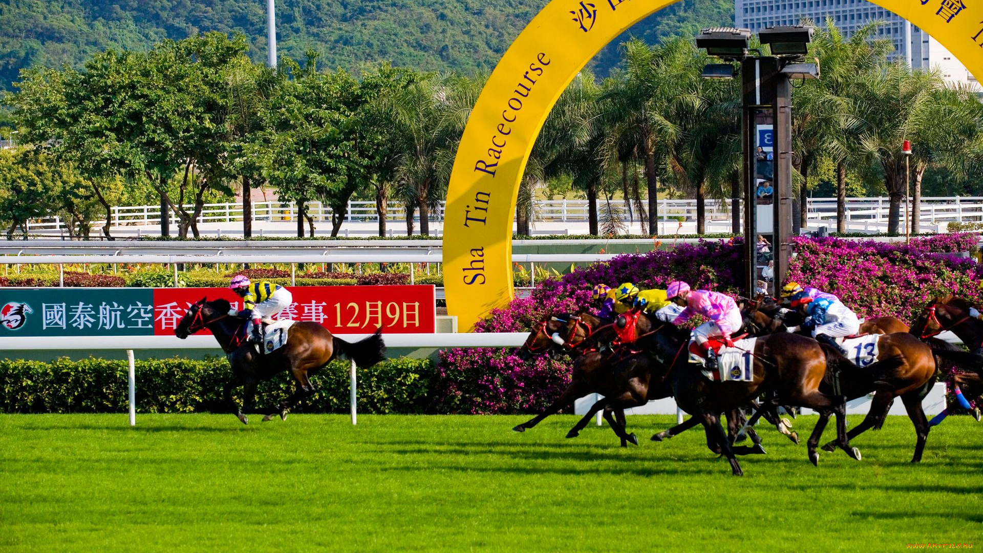 спорт, конный