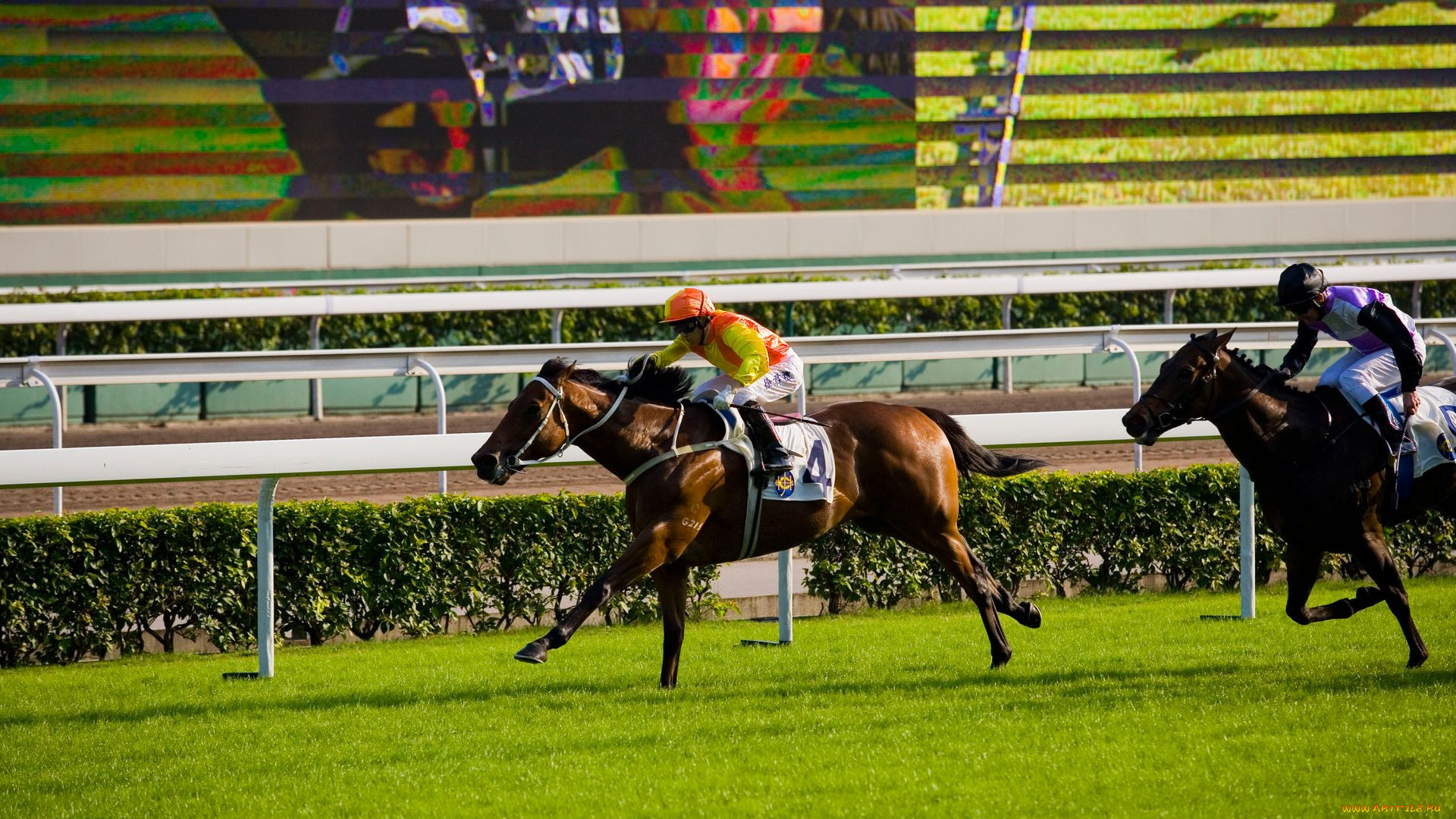 спорт, конный, коный