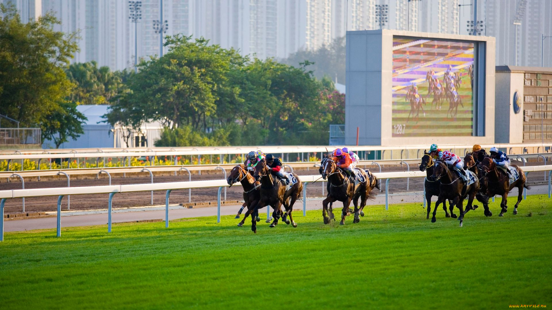 спорт, конный, коный