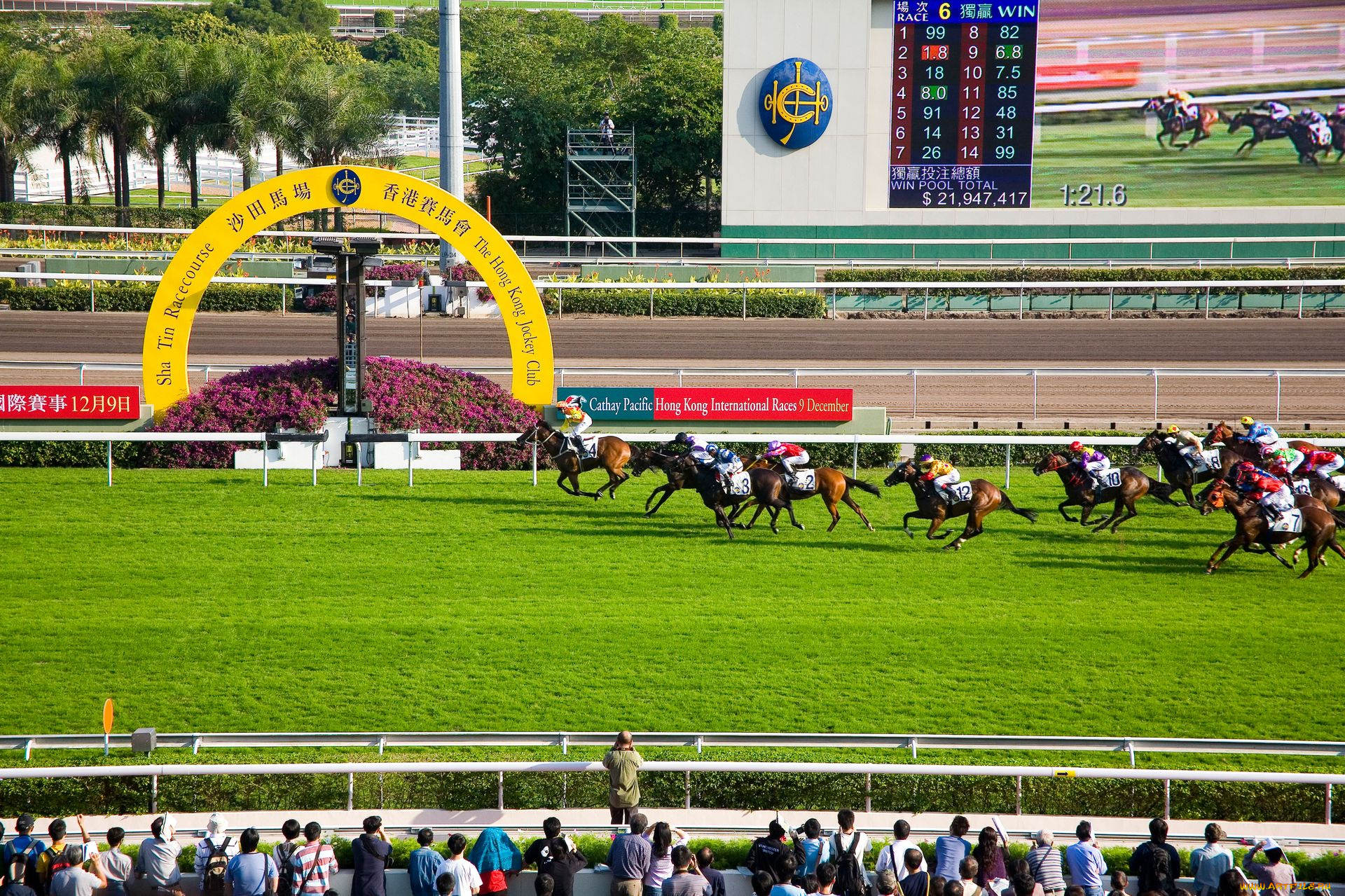 спорт, конный