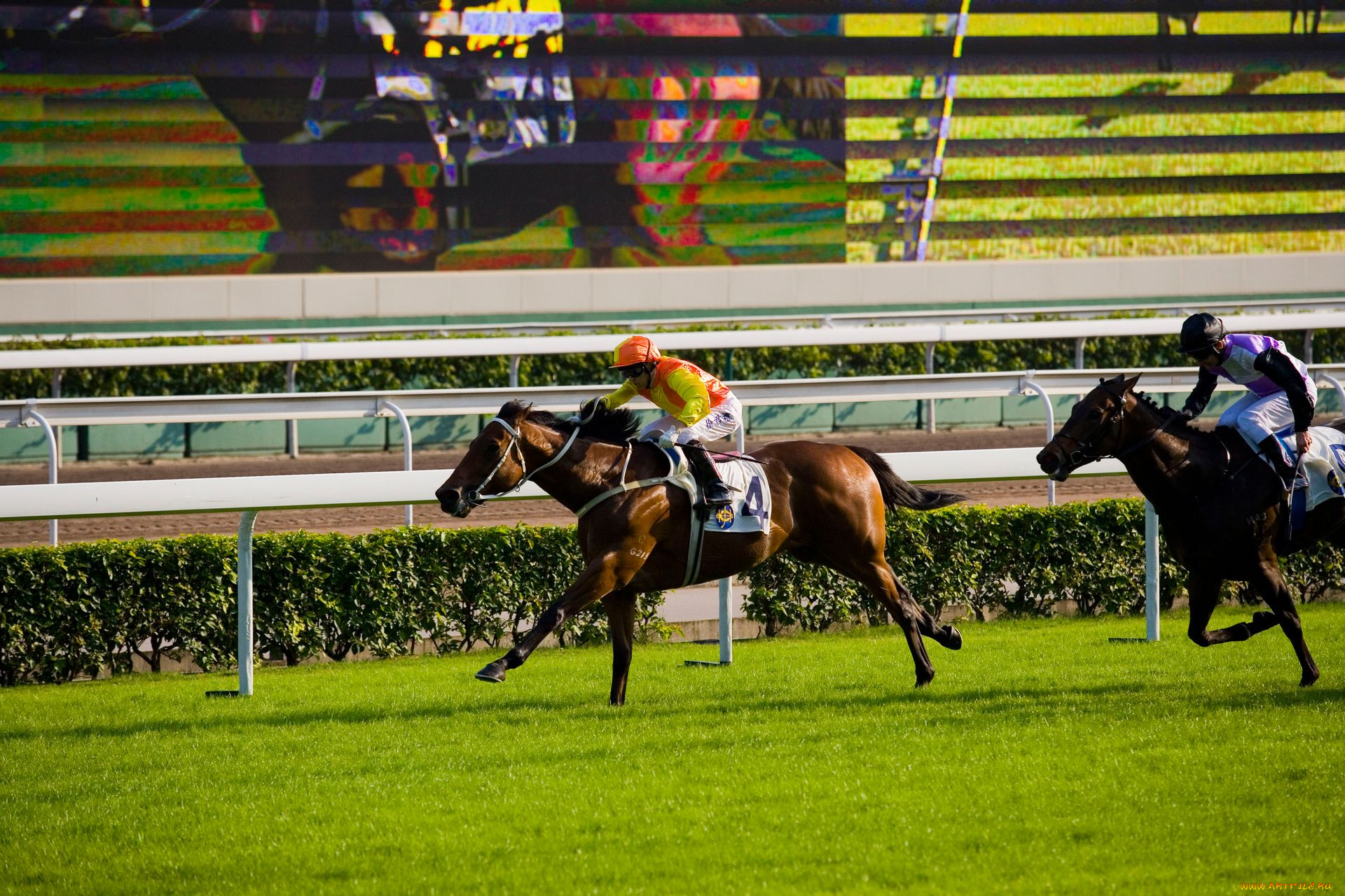 спорт, конный, коный