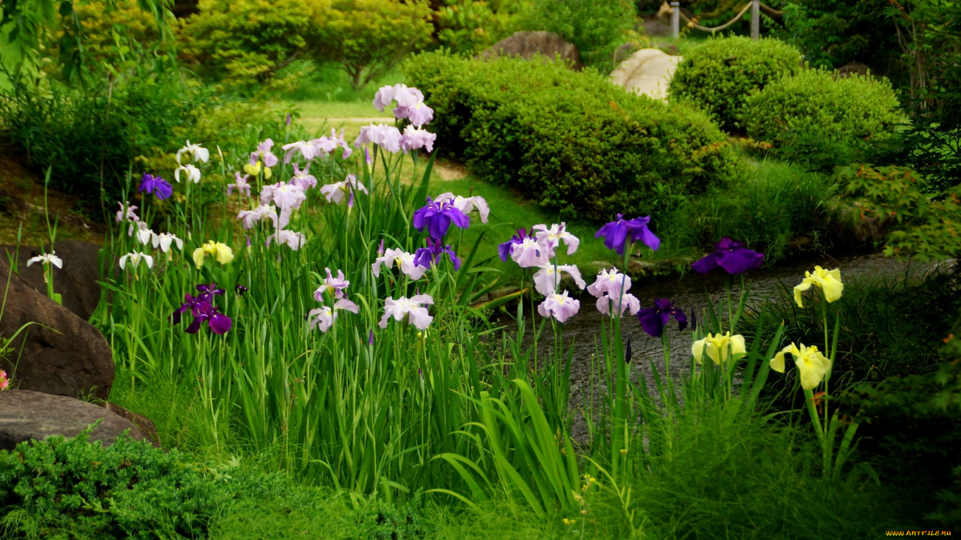 цветы, ирисы, японские