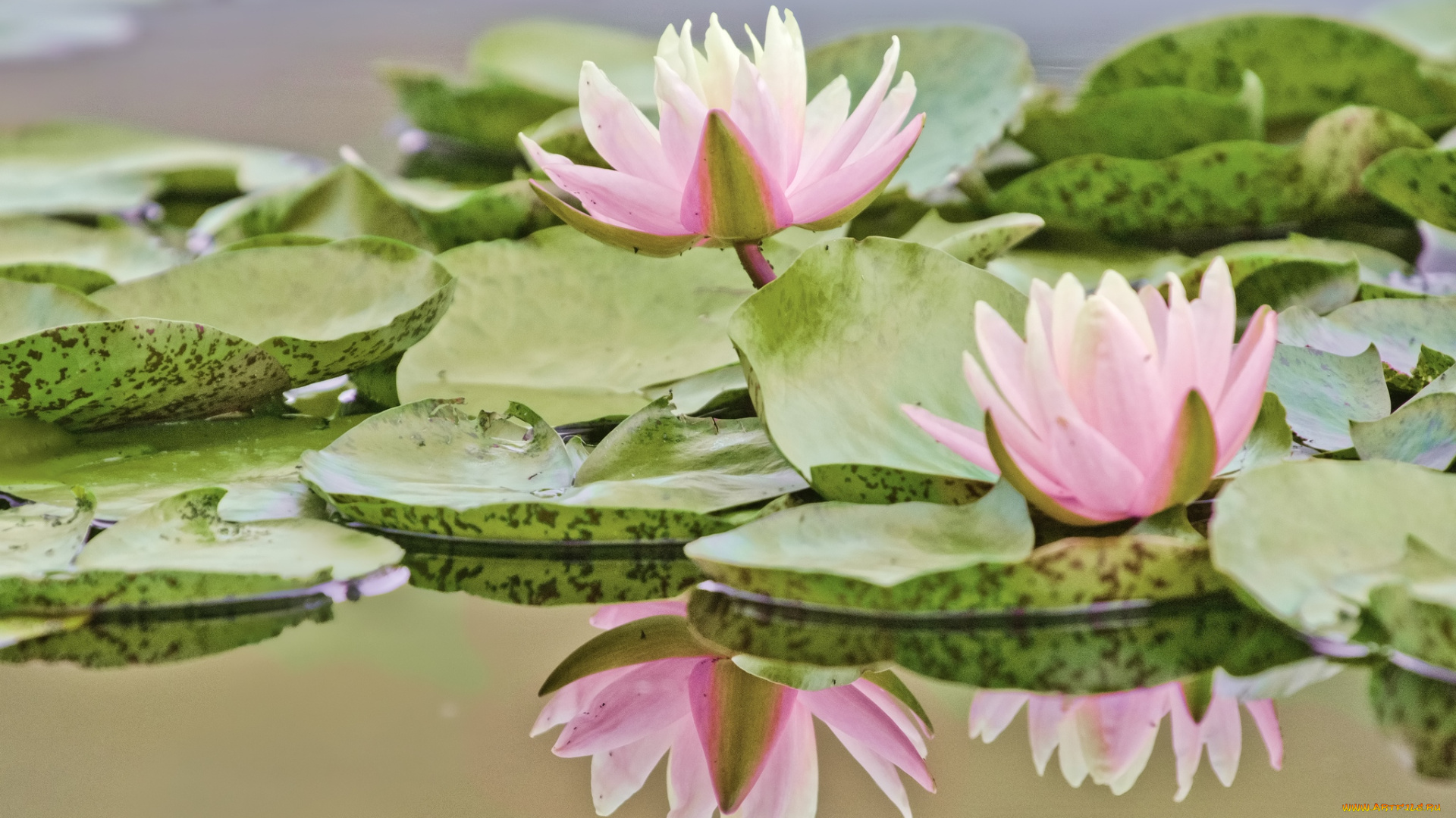 цветы, лилии, водяные, нимфеи, кувшинки, отражение, вода, розовый
