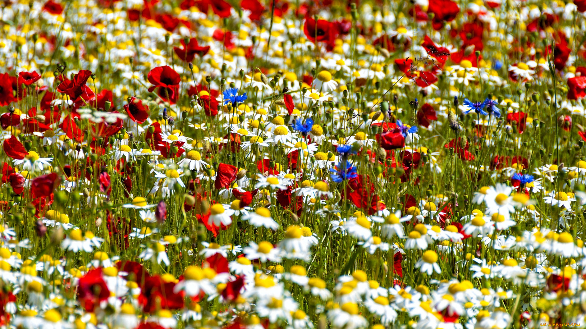 цветы, луговые, полевые, ромашки, маки, васильки, боке, луг