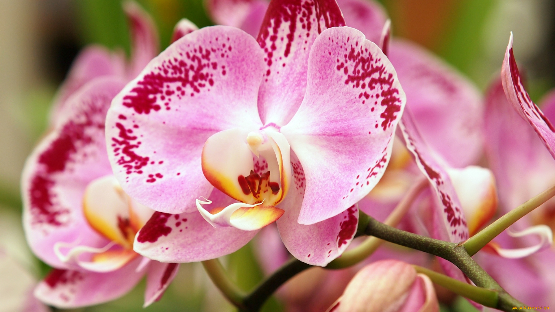 цветы, орхидеи, розовый