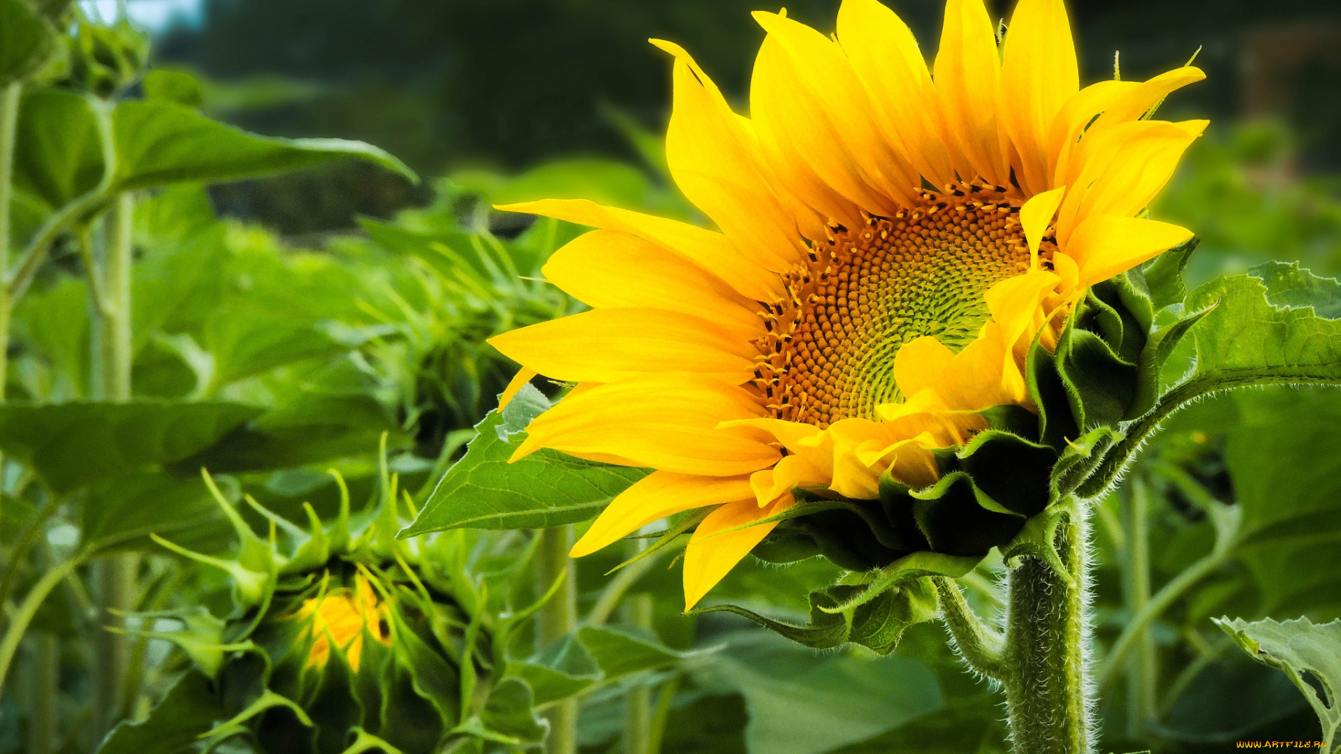 цветы, подсолнухи, желтый