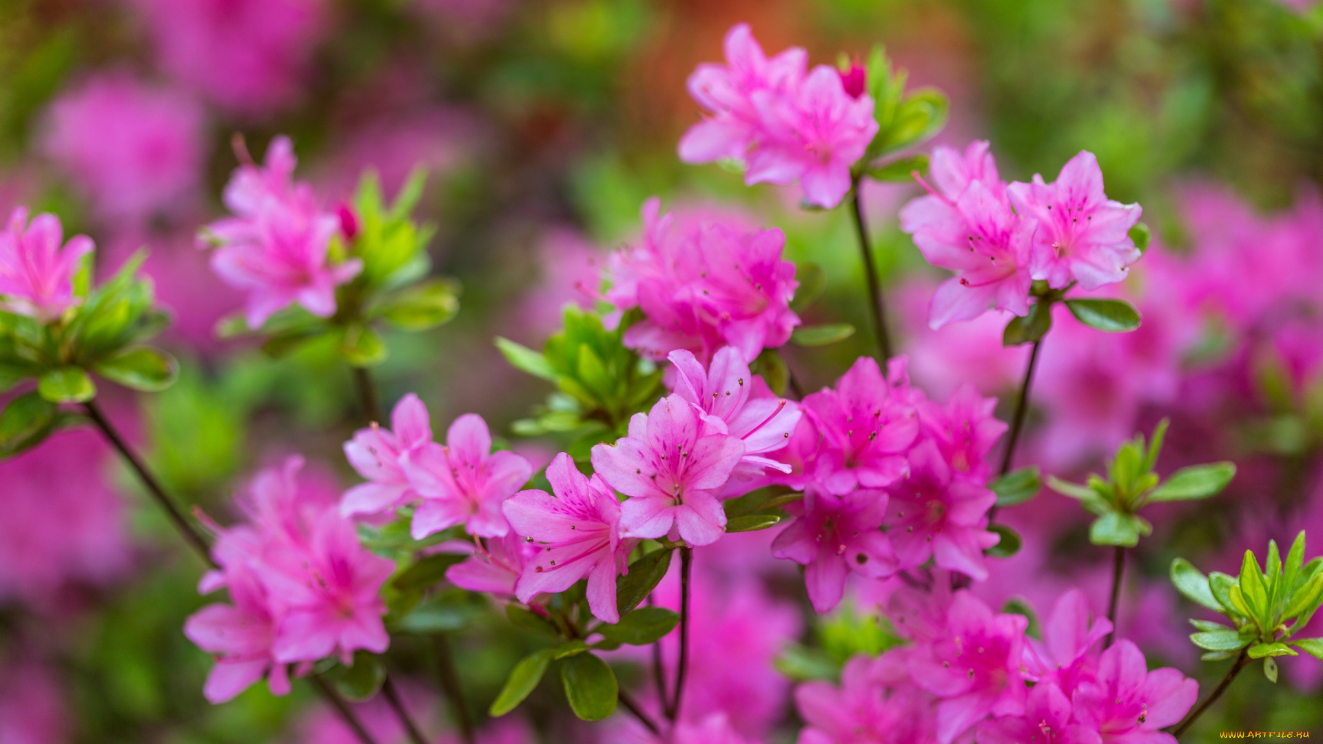 цветы, рододендроны, азалии, розовый