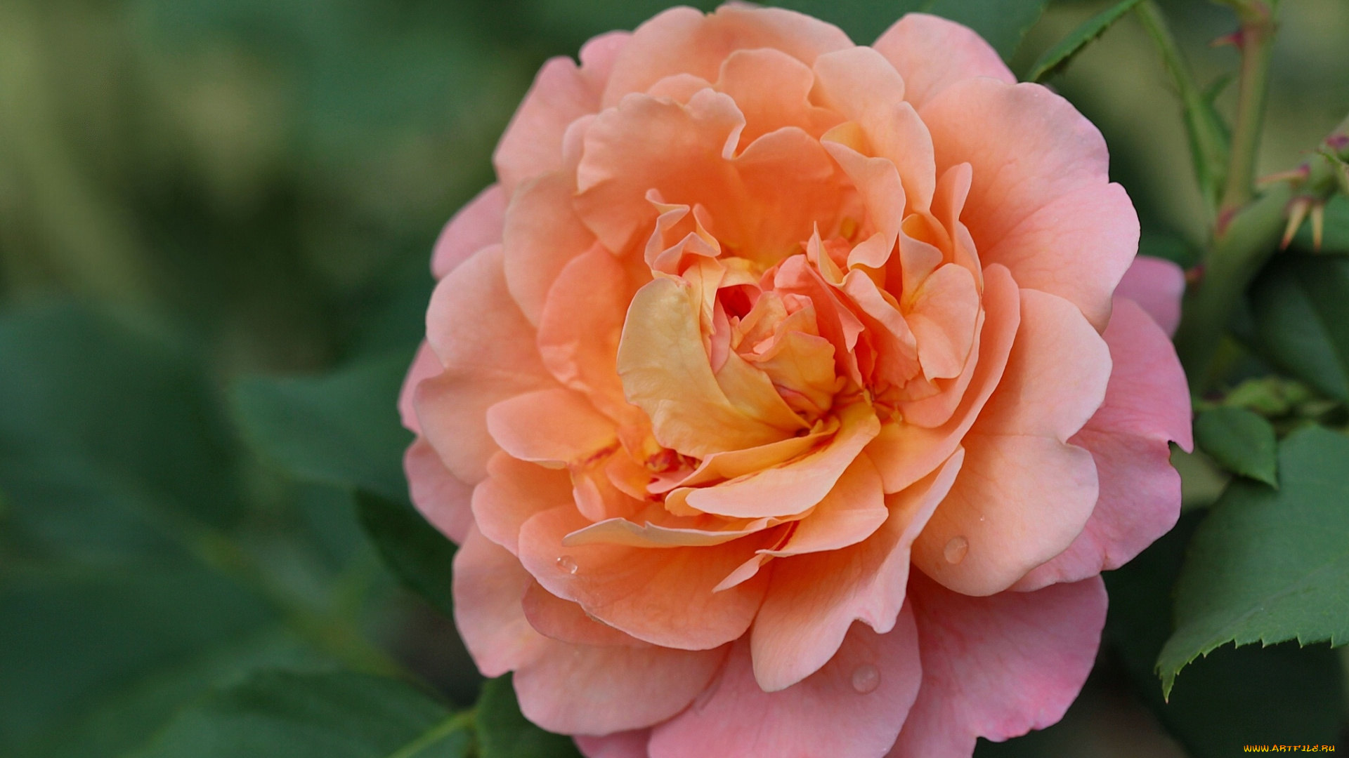 цветы, розы, макро