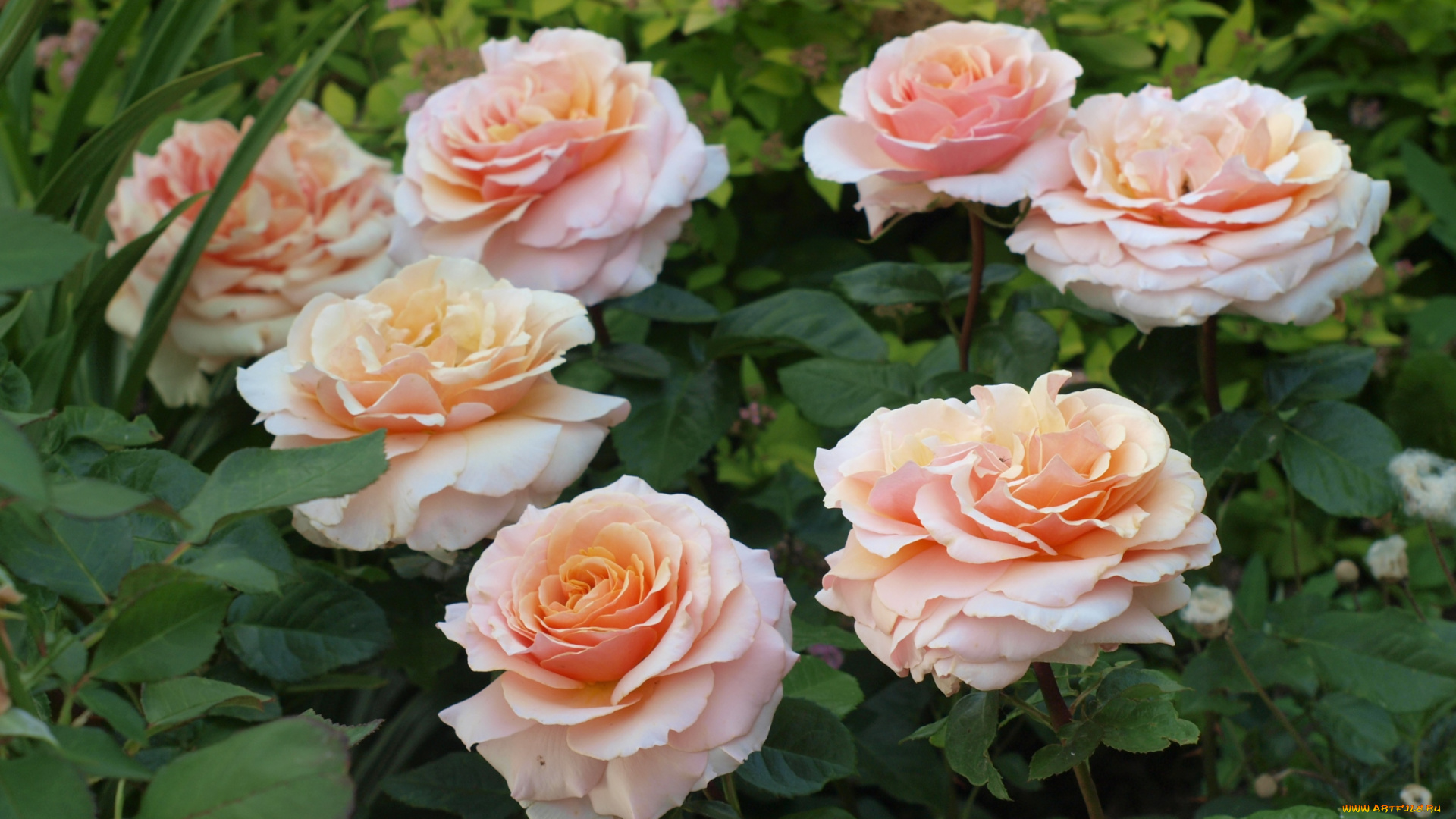 цветы, розы, розовый