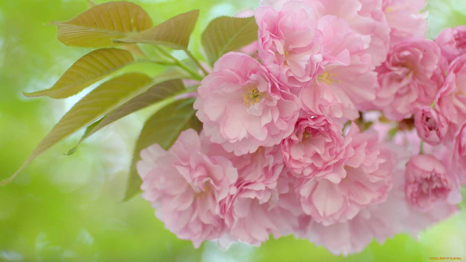 цветы, сакура, вишня, ветка, розовый