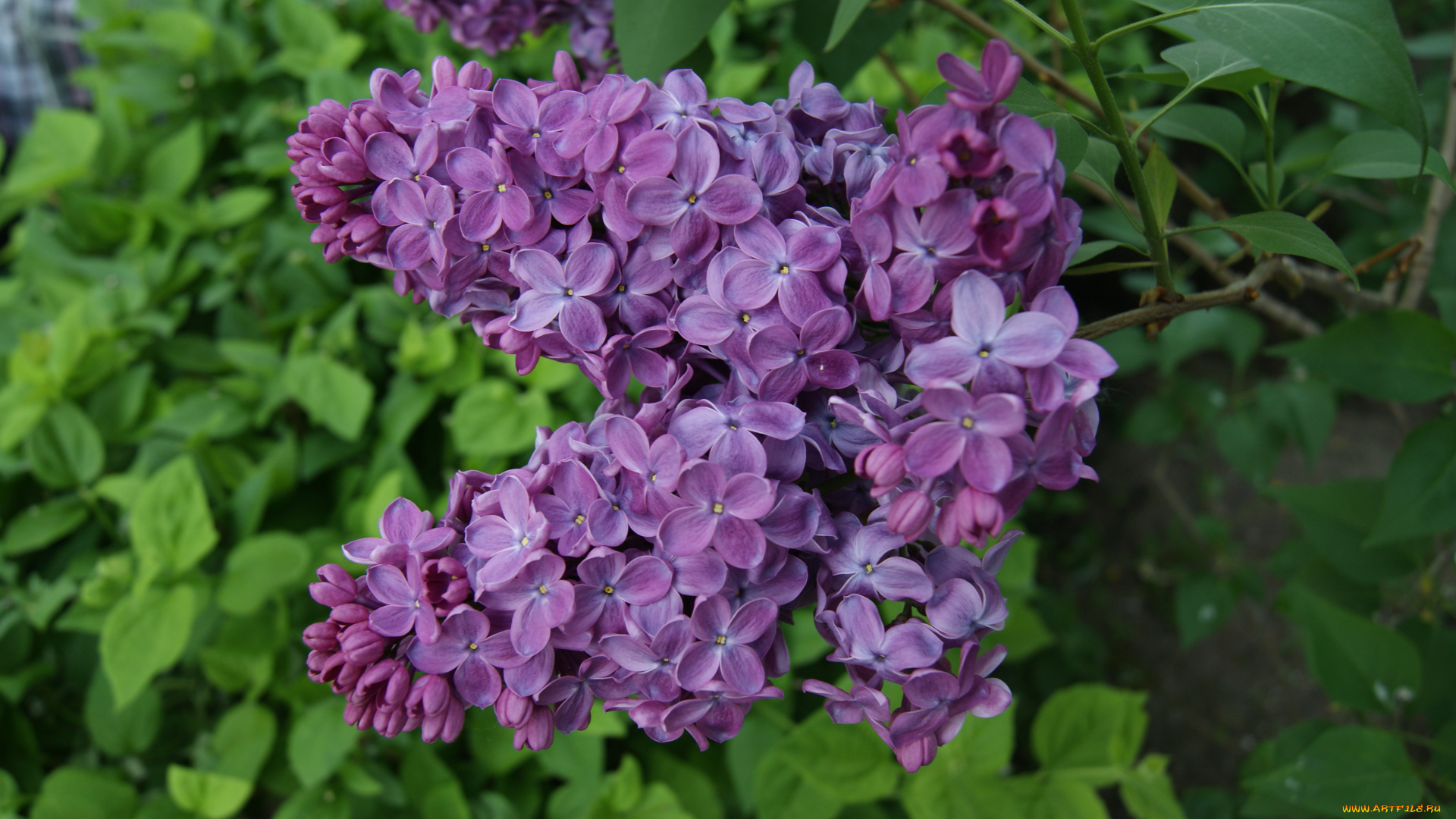 цветы, сирень, листья