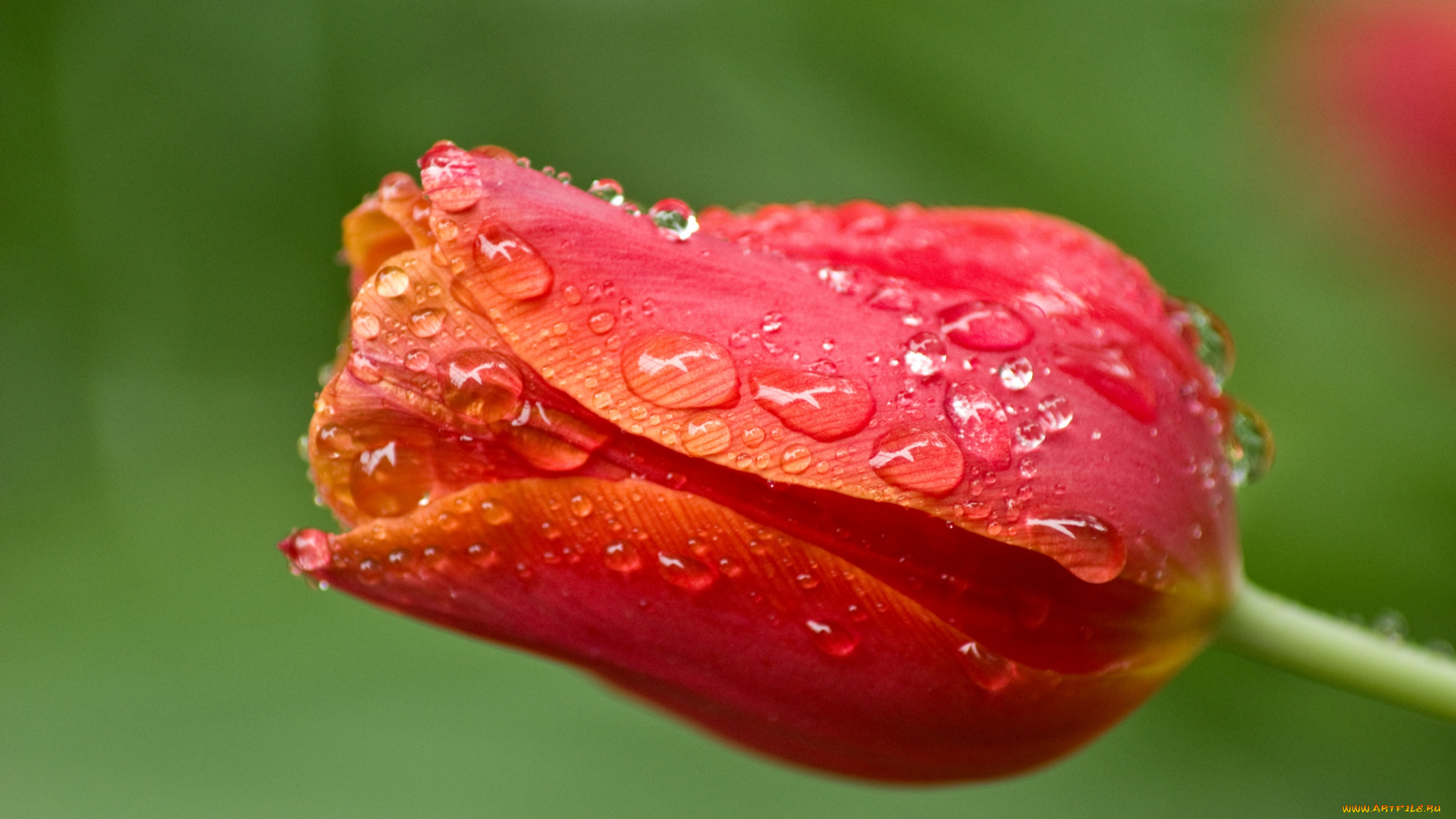 цветы, тюльпаны, бутон, капли, макро