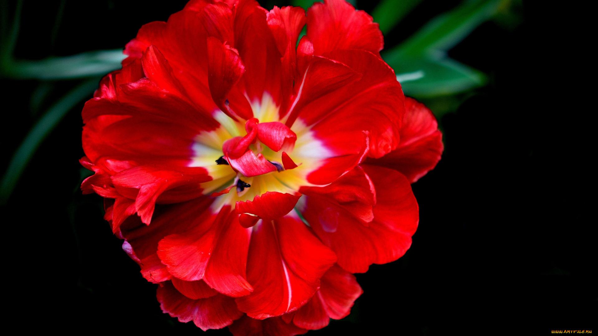 цветы, тюльпаны, макро, лепестки