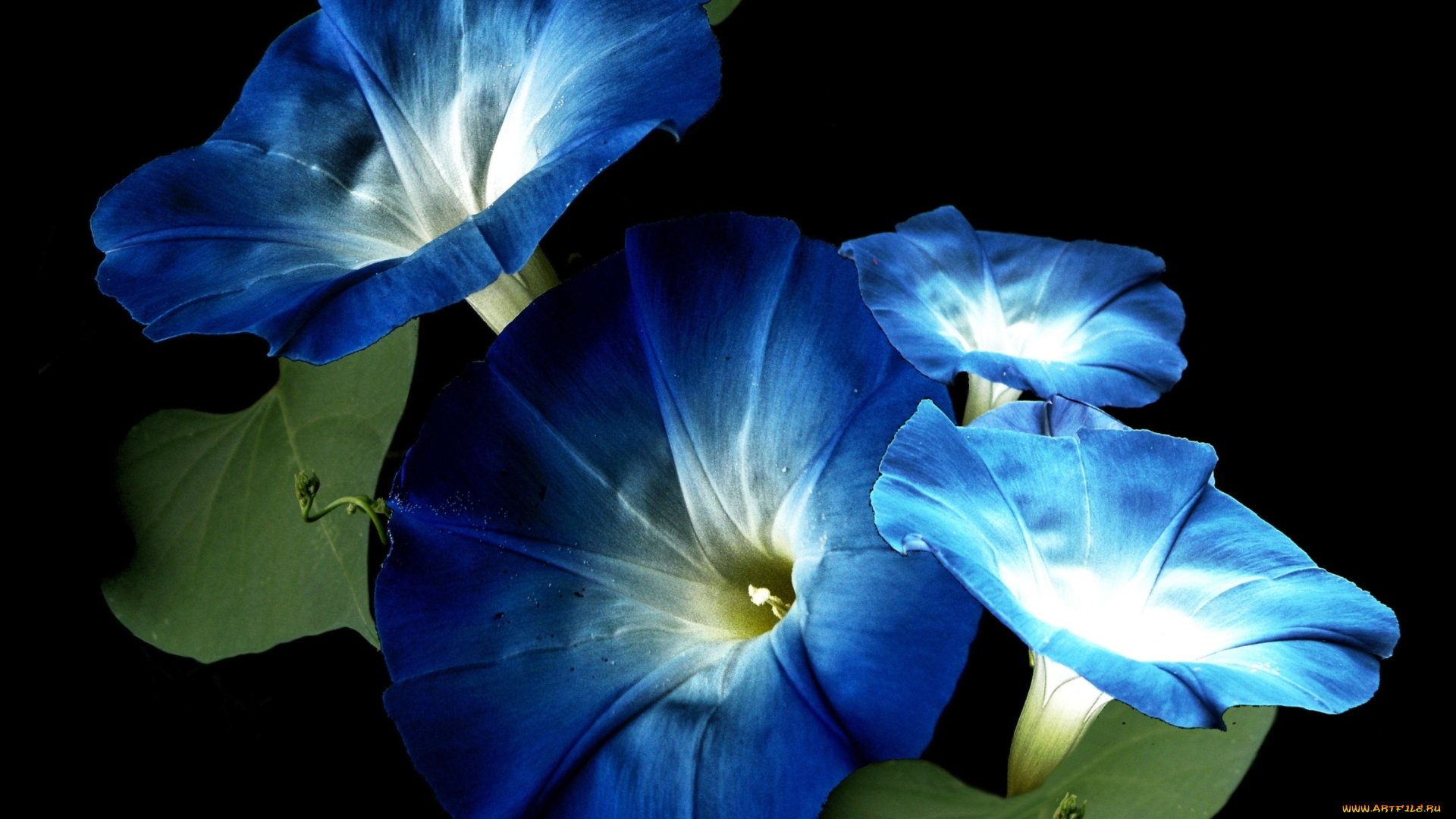 цветы, вьюнки, ипомеи, макро