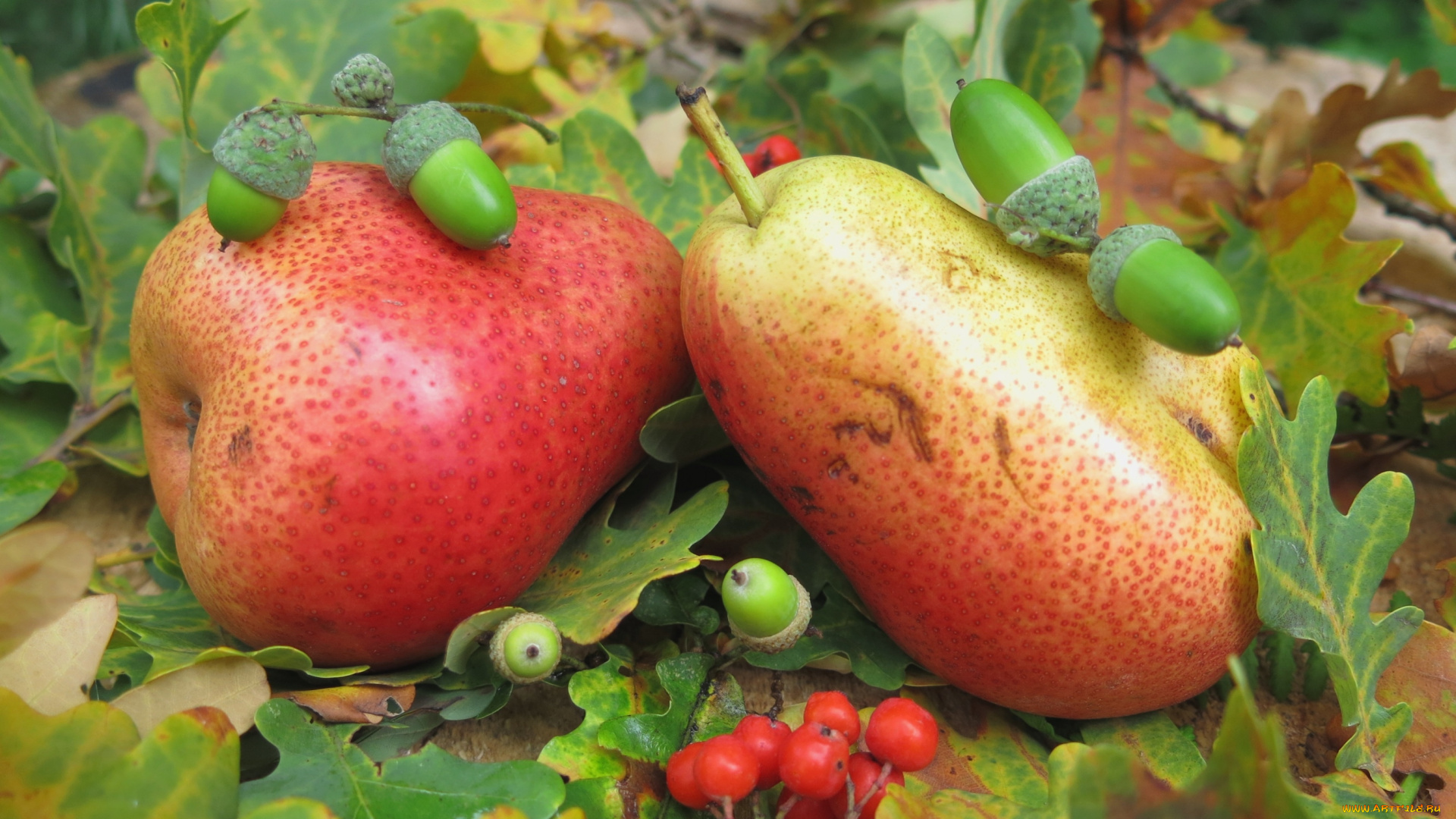 еда, груши, рябина, жолуди, плоды