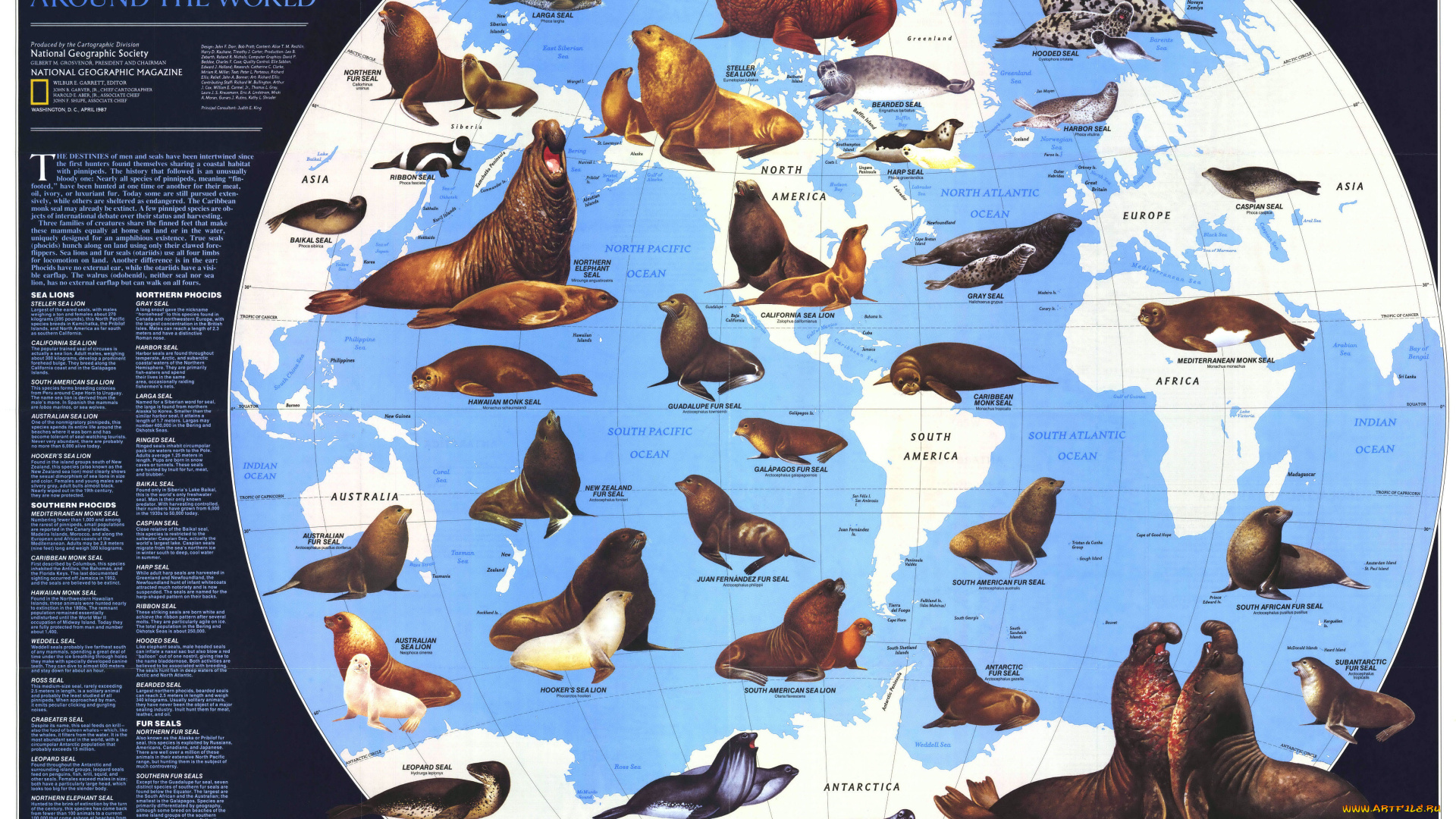 разное, глобусы, карты, мировой, океан, тюлени