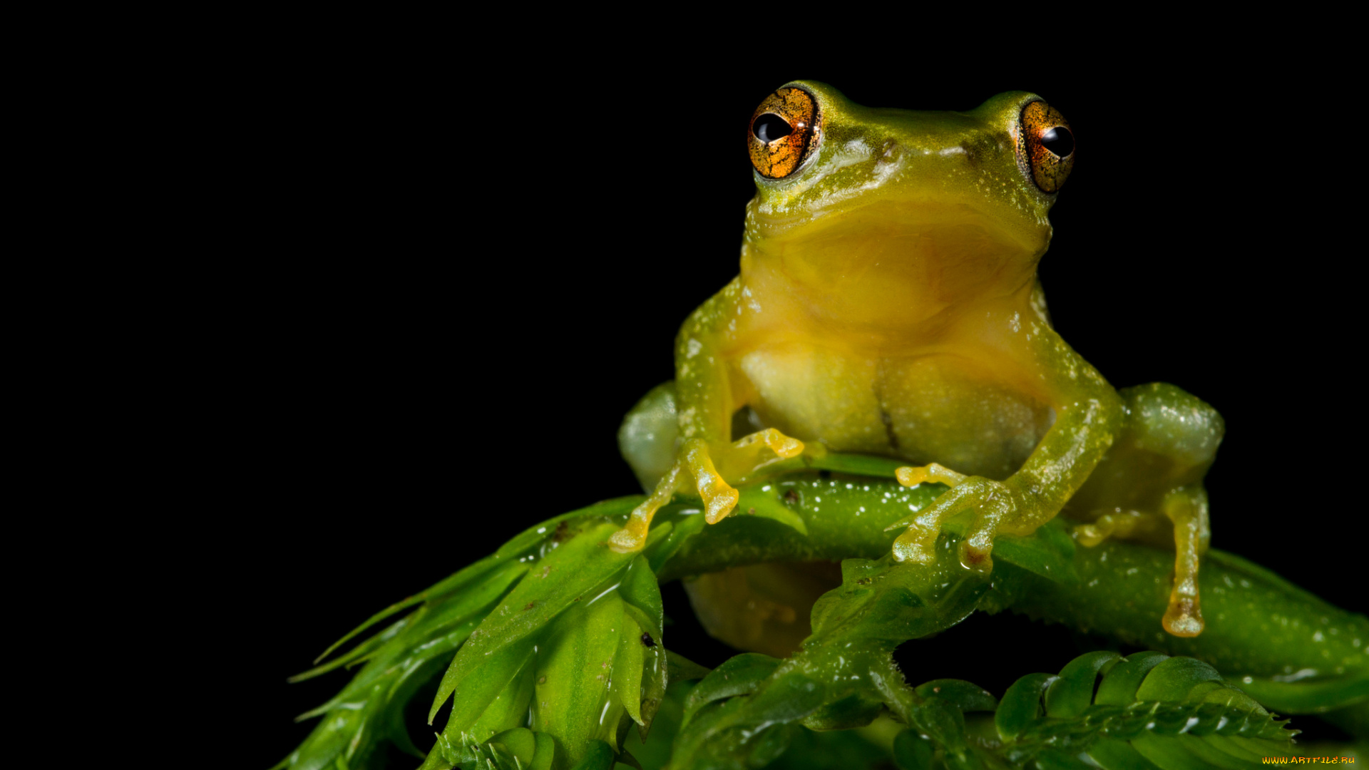 tree, frog, животные, лягушки, лягушка, ветка