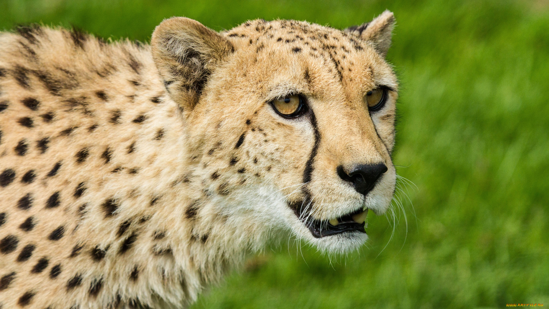 животные, гепарды, морда, гепард