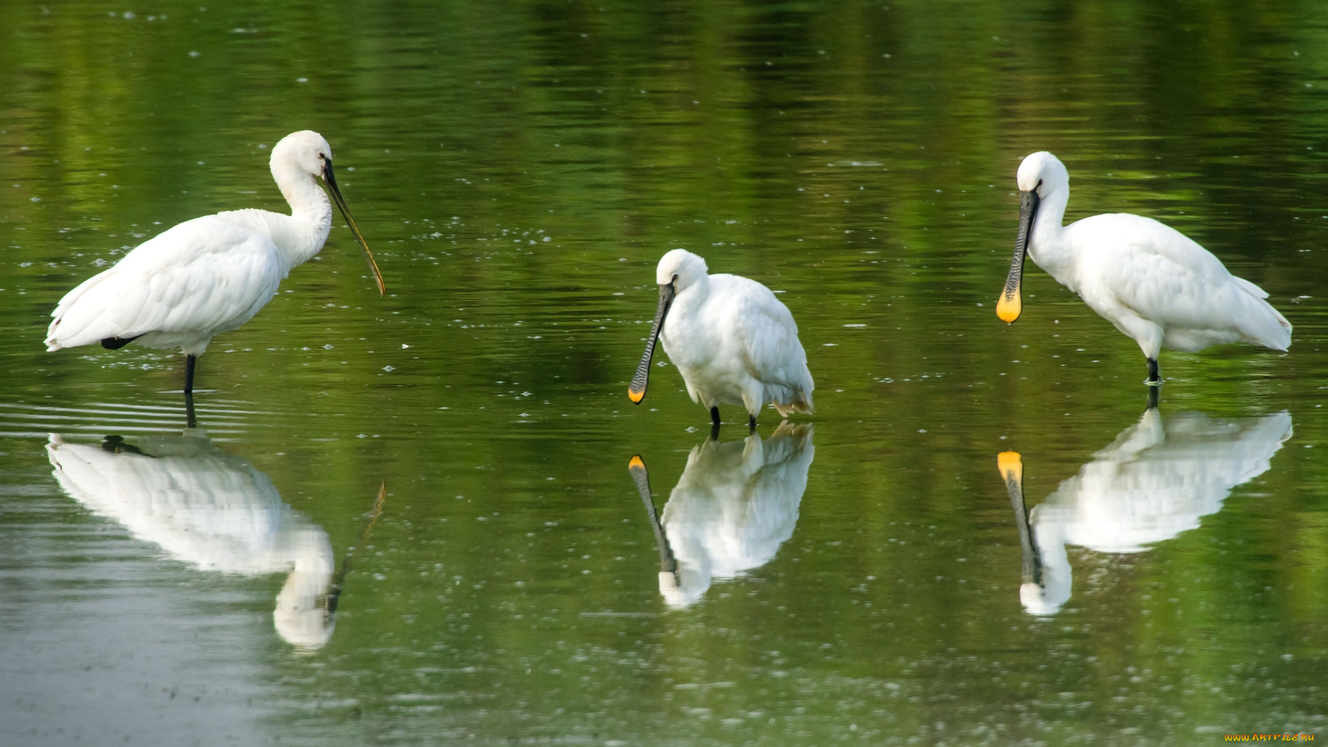 животные, ибисы, колпицы, трио