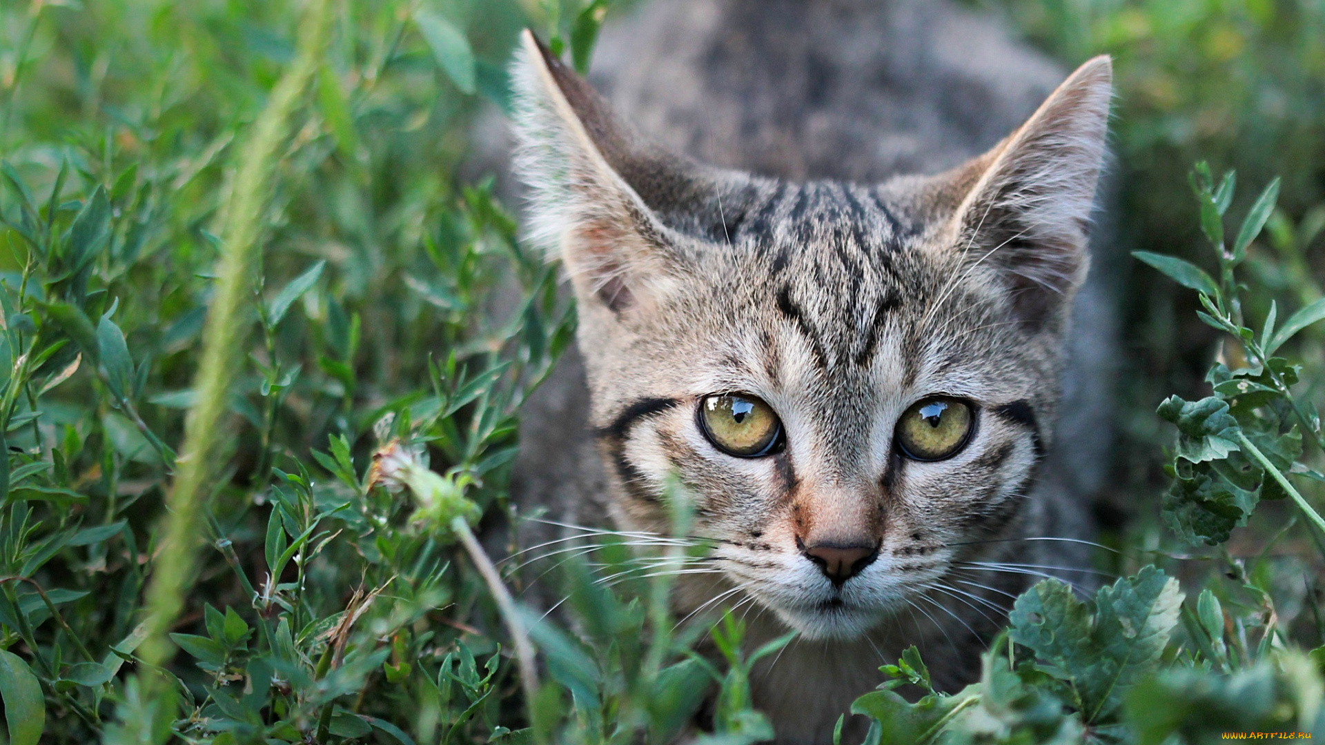 животные, коты, кошечка