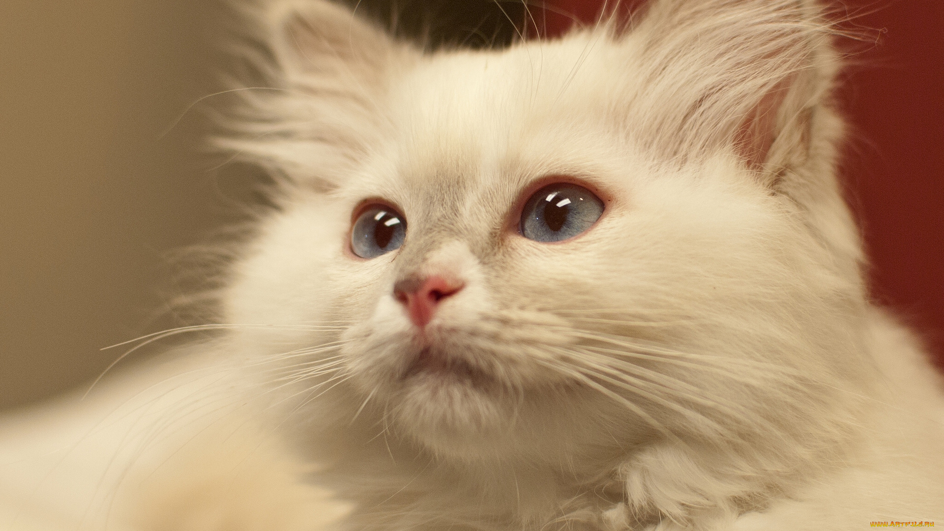 животные, коты, портрет, белый, кот, мордочка