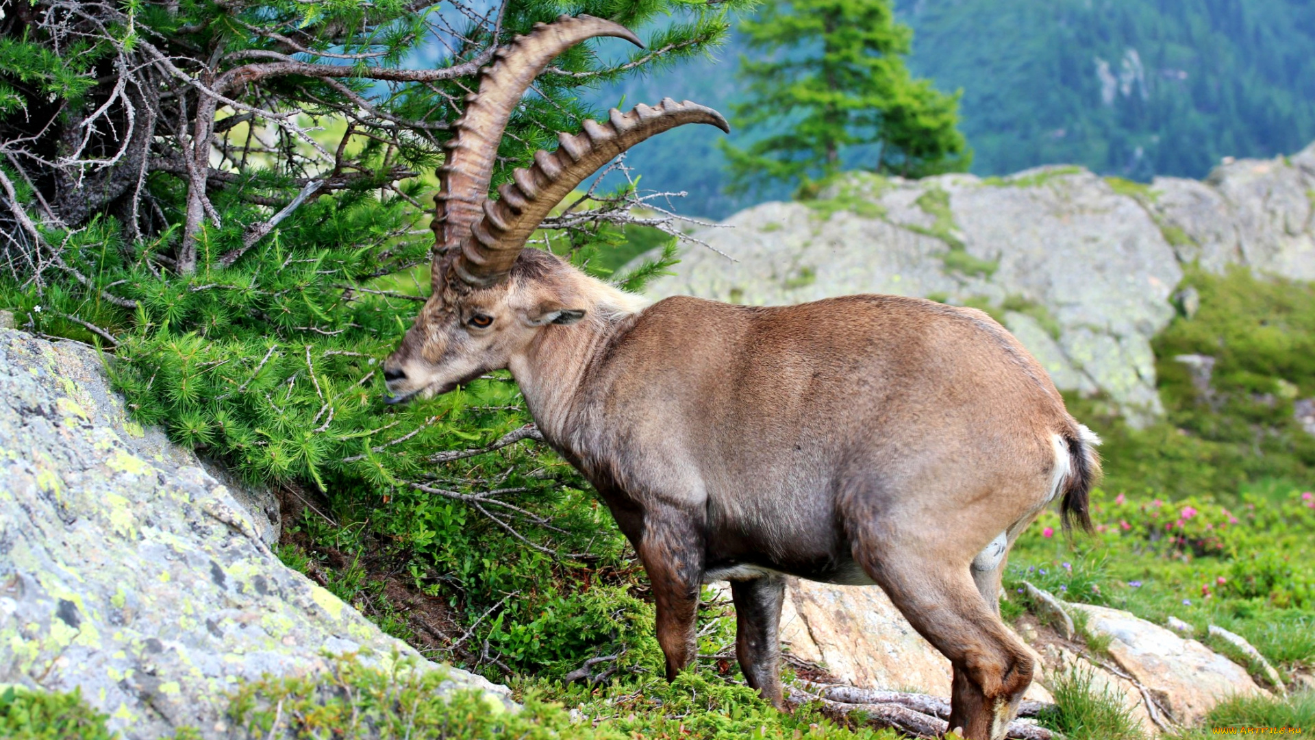 животные, козы, трава, козерог, рога, луг, горы
