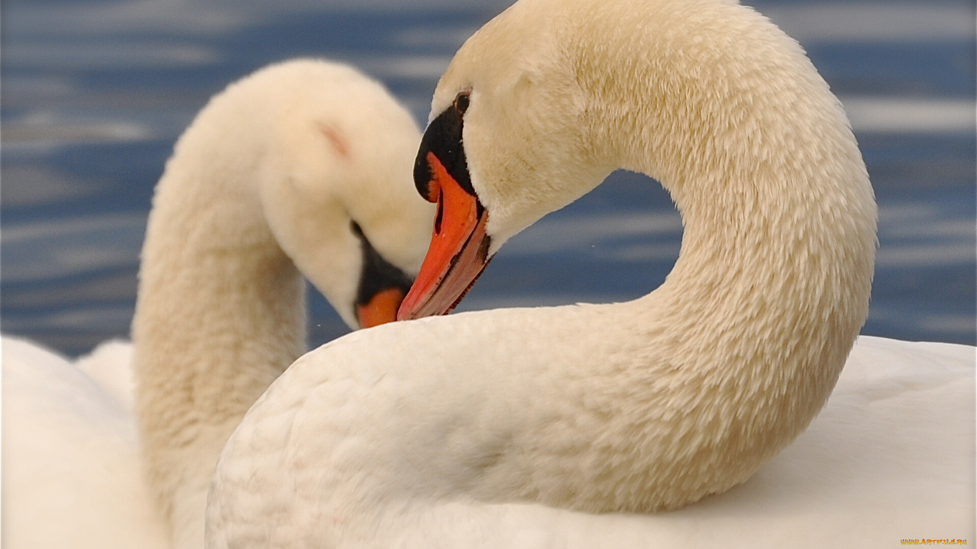 животные, лебеди, парочка, шея