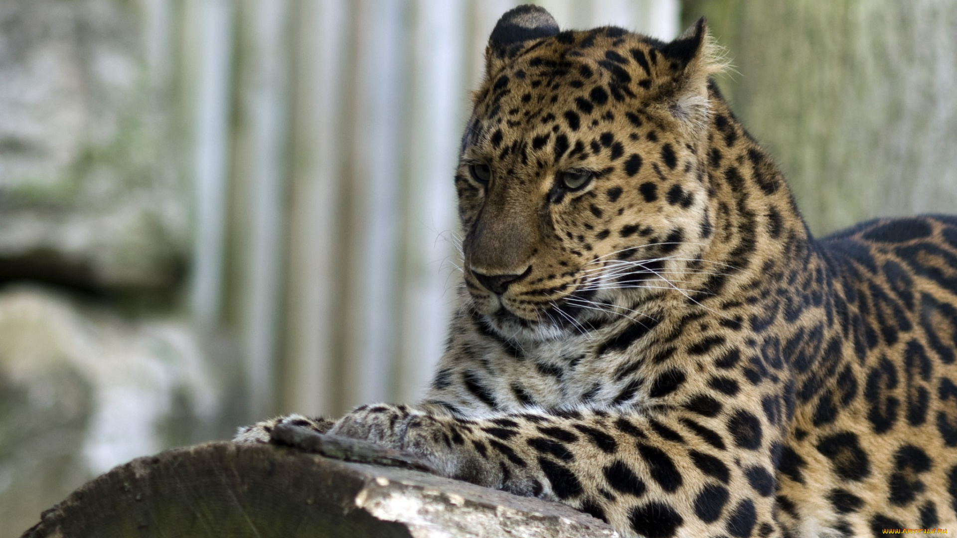 животные, леопарды, амурский, леопард